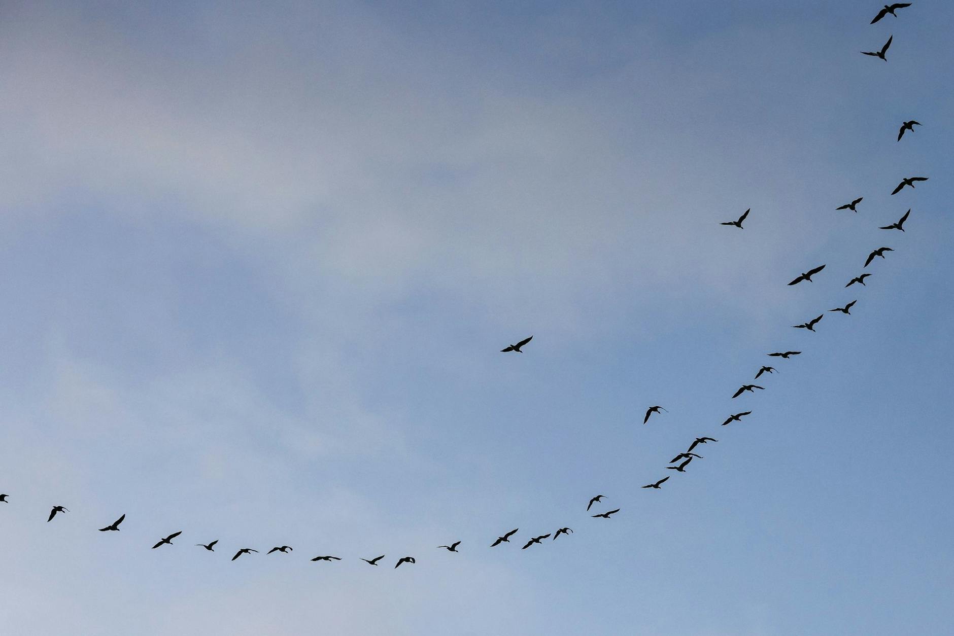 Wildgänse fliegen bei Sonnenaufgang am Himmel. Am vorletzten Tag des Jahres lässt sich in Teilen Deutschlands gelegentlich die Sonne blicken.