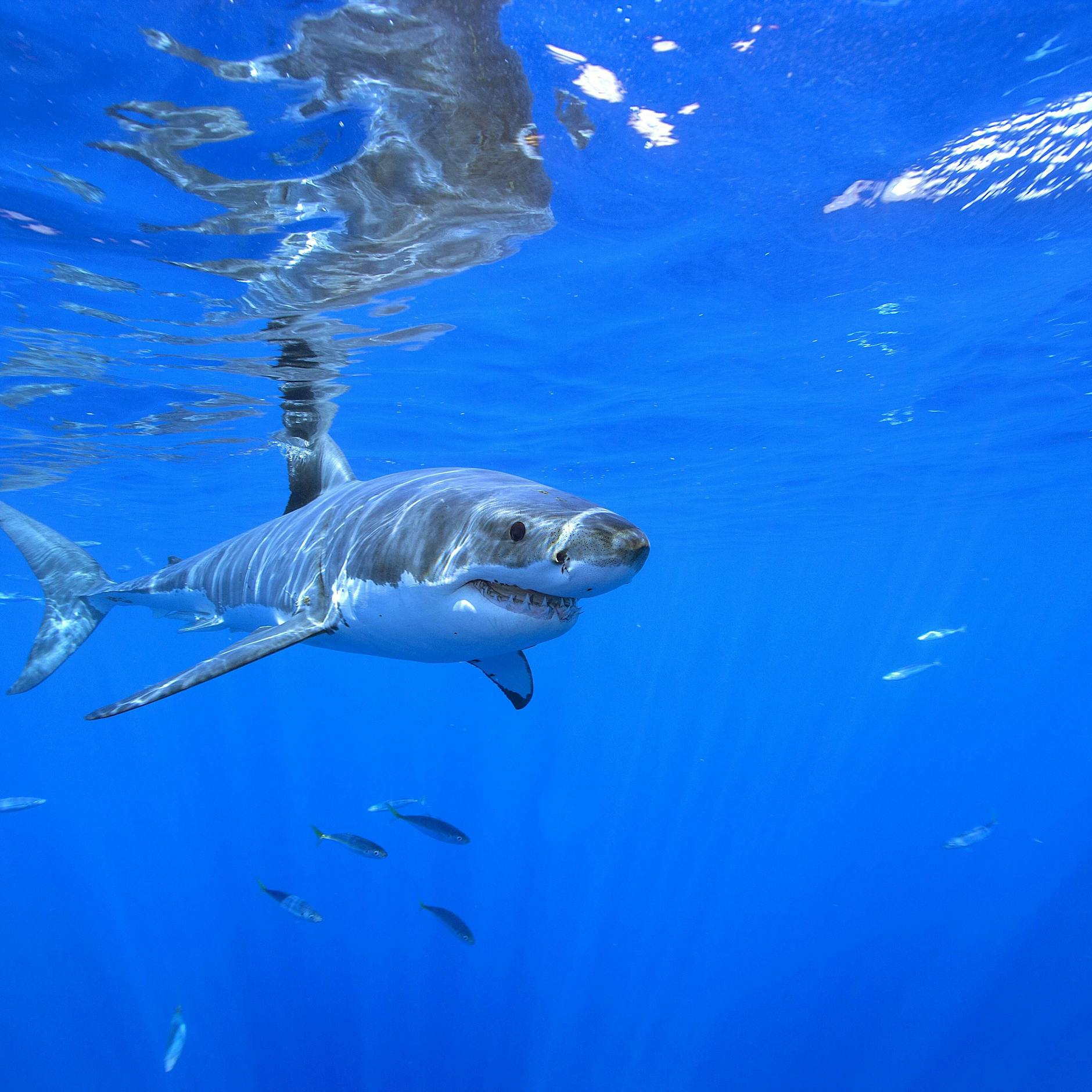 39-jähriger Surfer stirbt nach Haiangriff vor Hawaii