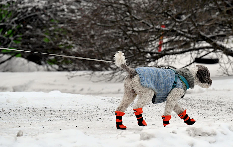 Gassigehen mit Hundemantel und Schneeschuhen bei eisigem Wetter in Helsinki.  