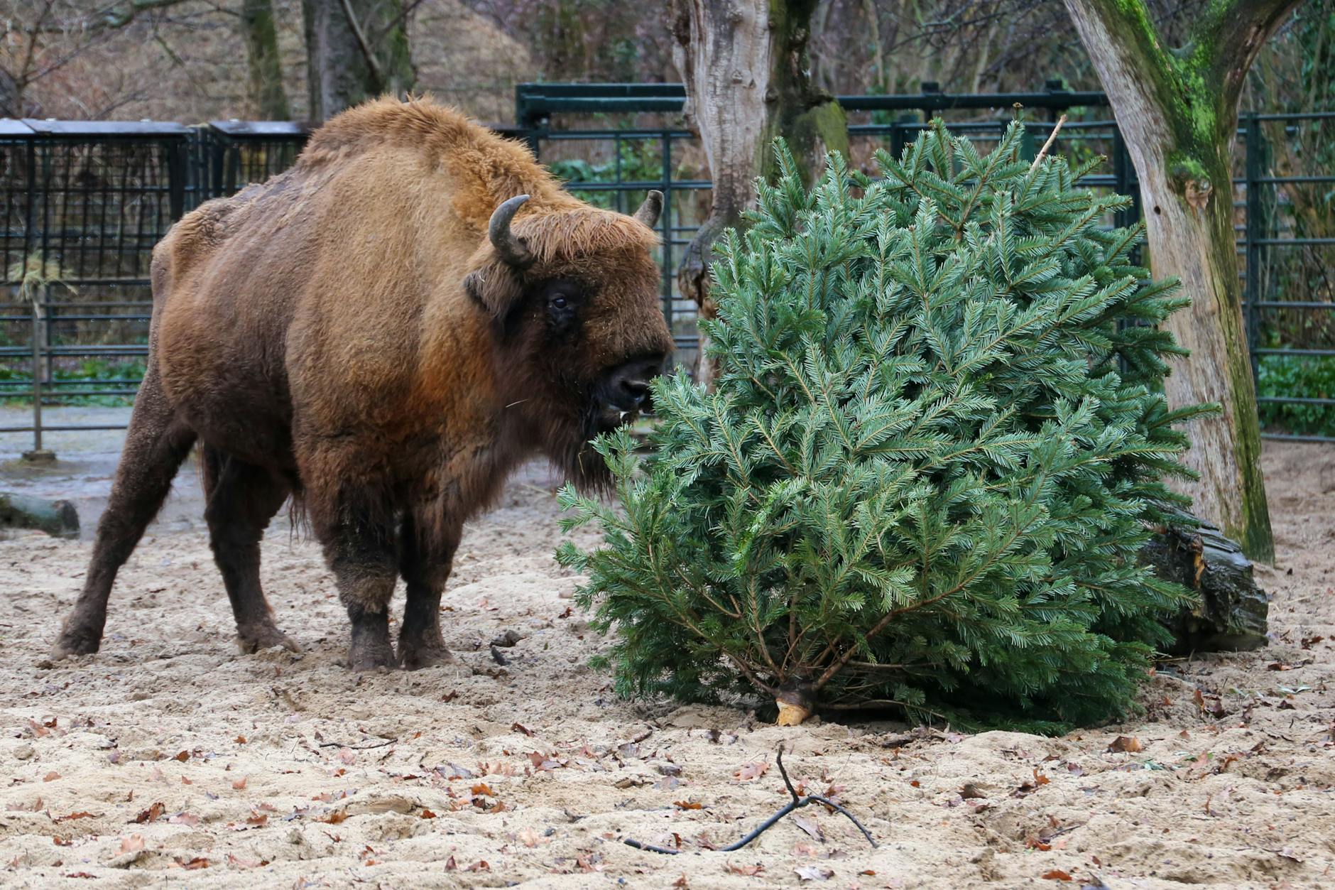 Dieser Wisent (Europäischer Bison) ist ganz vernarrt in seine neue Leckerei.