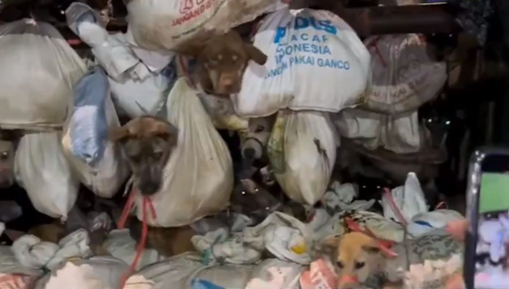 Indonesien: Polizei rettet mehr als 200 Hunde – sie sollten geschlachtet werden