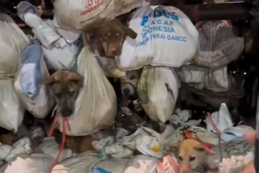 Auf einem Lkw eingepferchte Hunde, die getötet werden sollten.