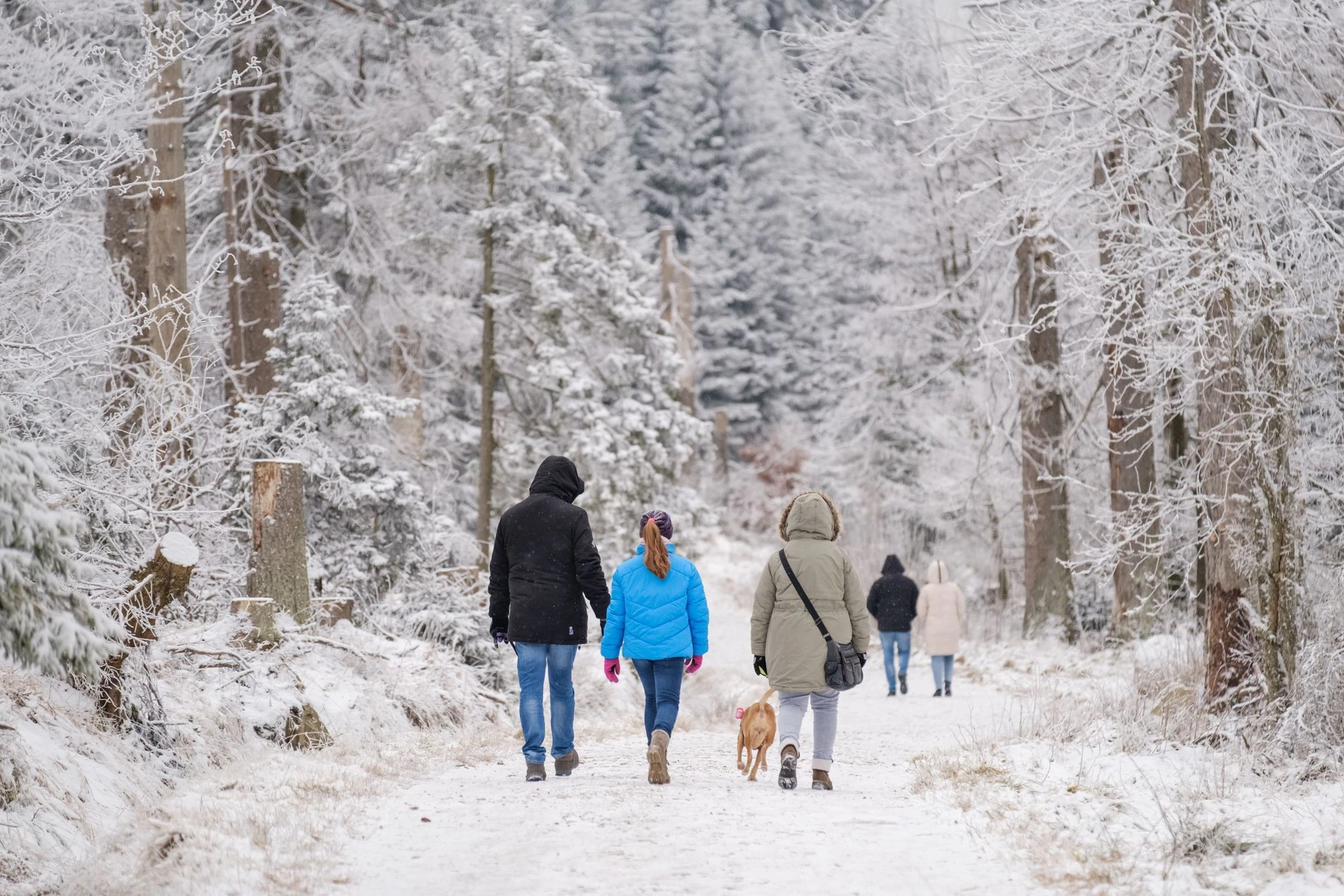 Schneespaziergang im Harz: Nicht nur in Niedersachsen, sondern auch in anderen Regionen in Deutschland rechnen Meteorologen in den nächsten Tagen mit spürbar kälteren Temperaturen und Frost.  