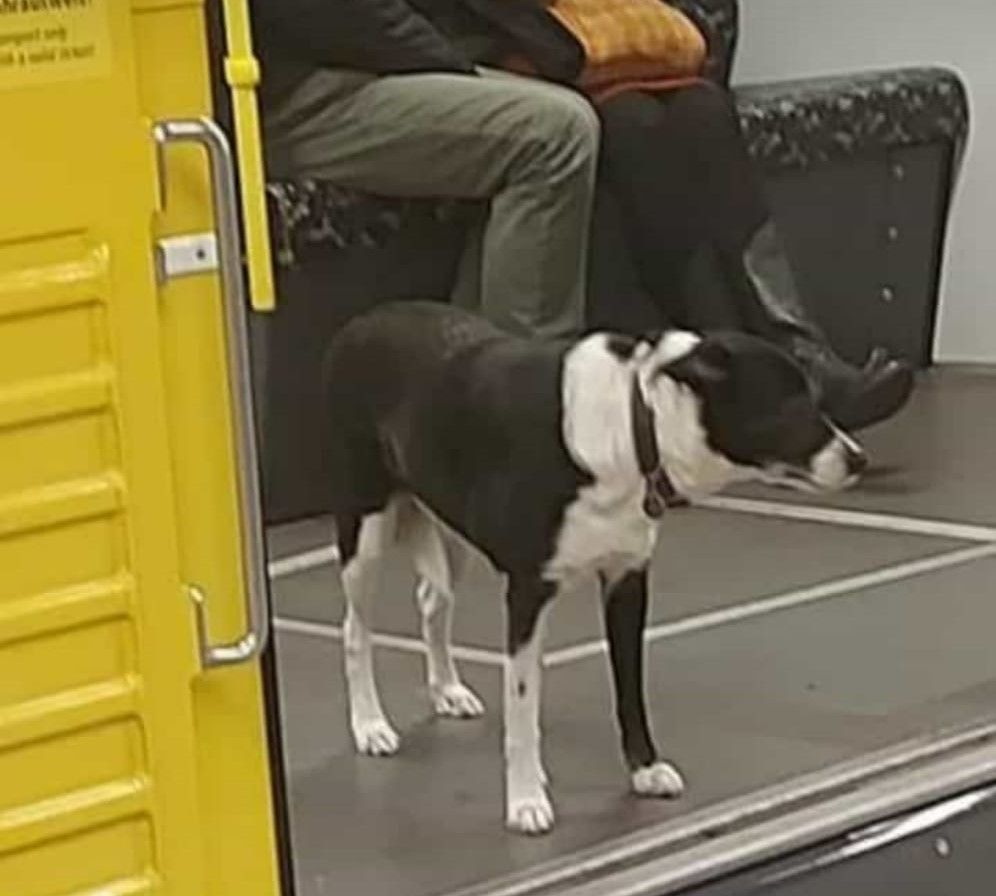 Ganz Berlin sucht Mika: Wo ist die Hündin, die gern U-Bahn fährt?