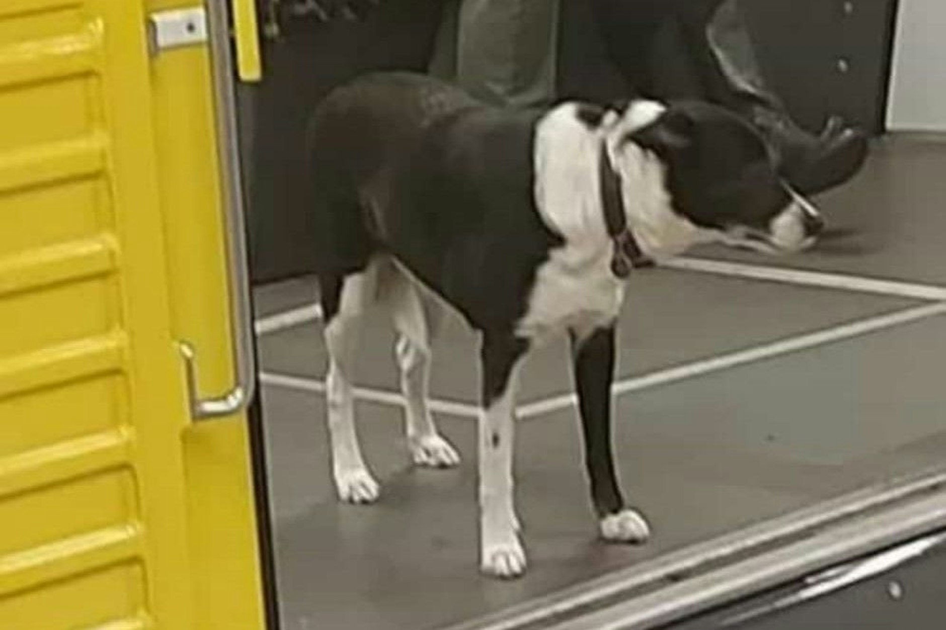 Mika wurde in der U2 in Richtung Pankow am Wittenbergplatz gesehen. Sie fährt gern U-Bahn. 