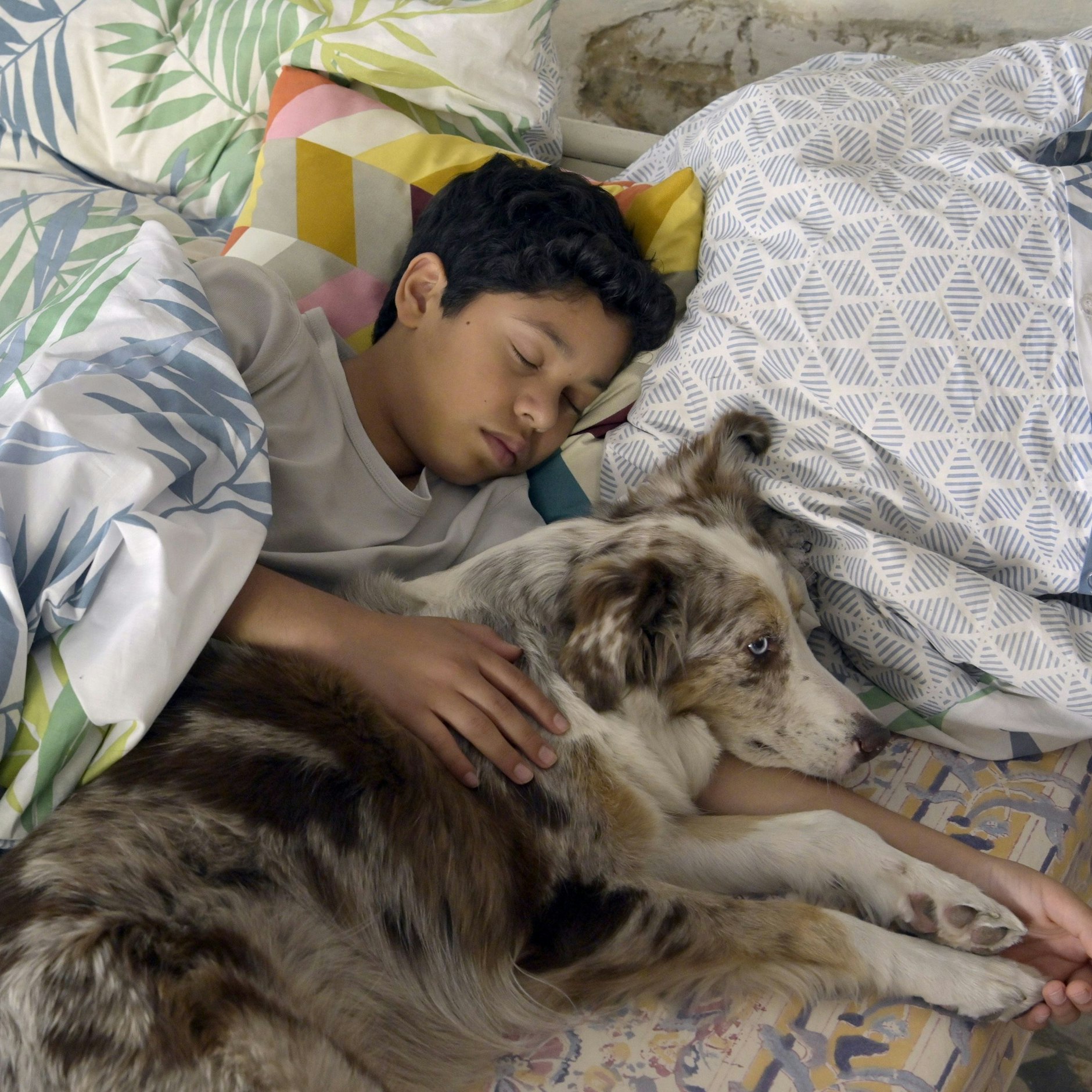 „Käthe und ich“: So wird TV-Hündin Hoonah für ihre Rolle trainiert