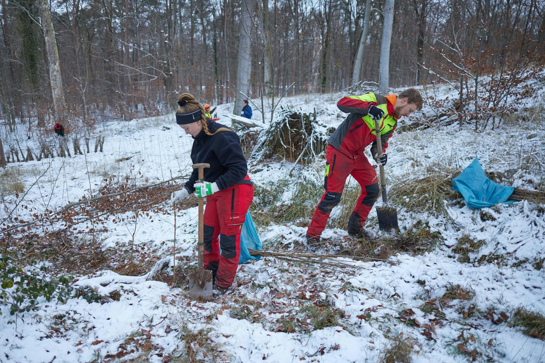 Auszubildende der Berliner Forsten pflanzen bei Minustemperaturen Vogelkirschen im Tegeler Wald.