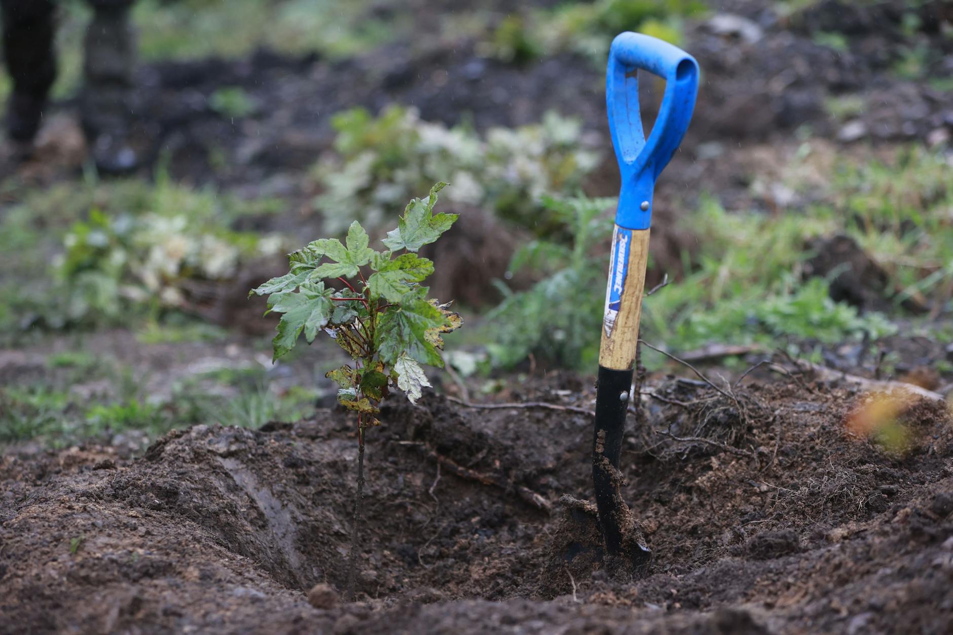Teilnehmer und Förderer der Baumpflanz-Initiative heiermann4future haben unter anderem Bergahorn gepflanzt.