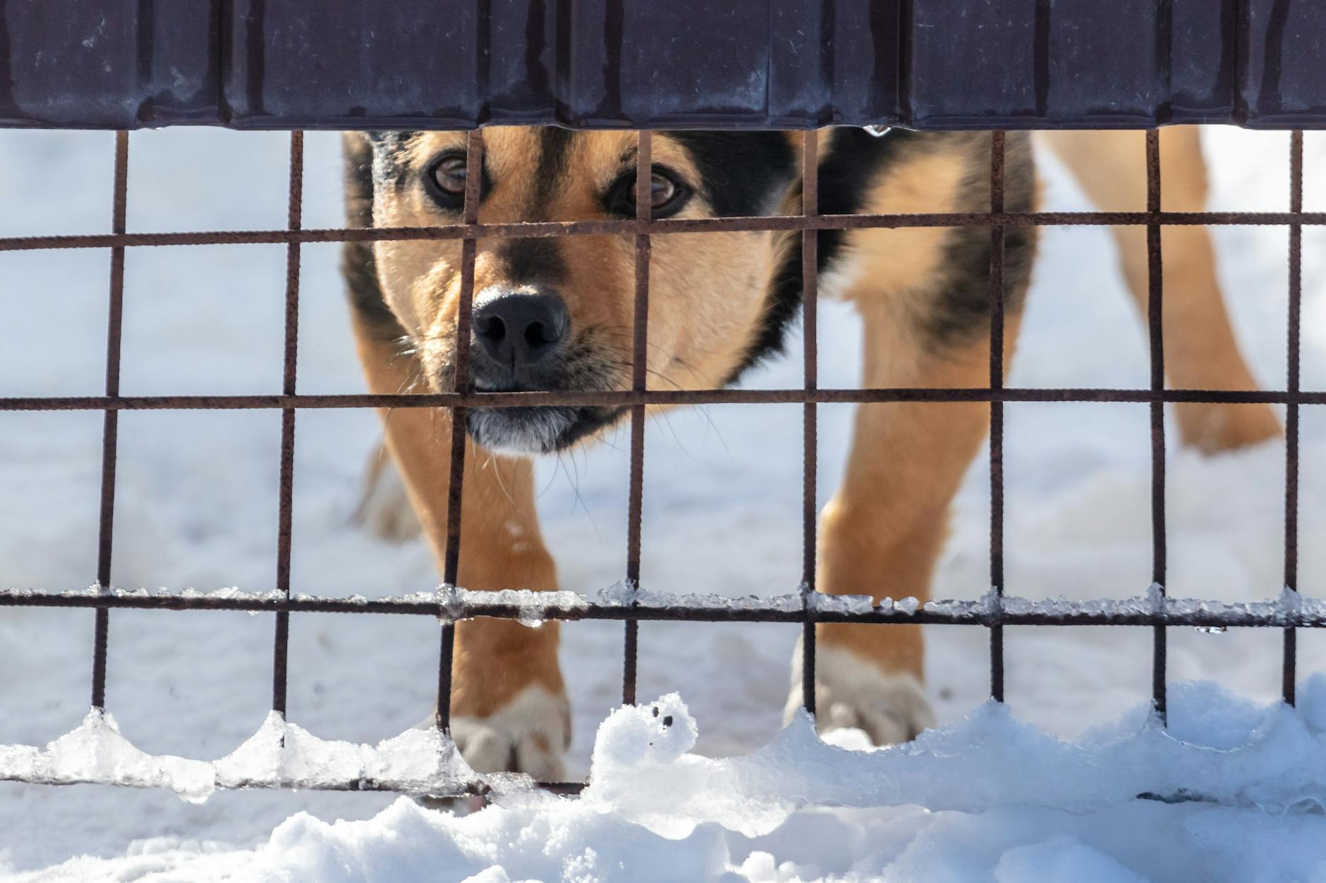 Ein Hund soll die Seniorin angefallen und gebissen haben. Sie stürzte in der Kälte und blieb liegen (Symboldbild).