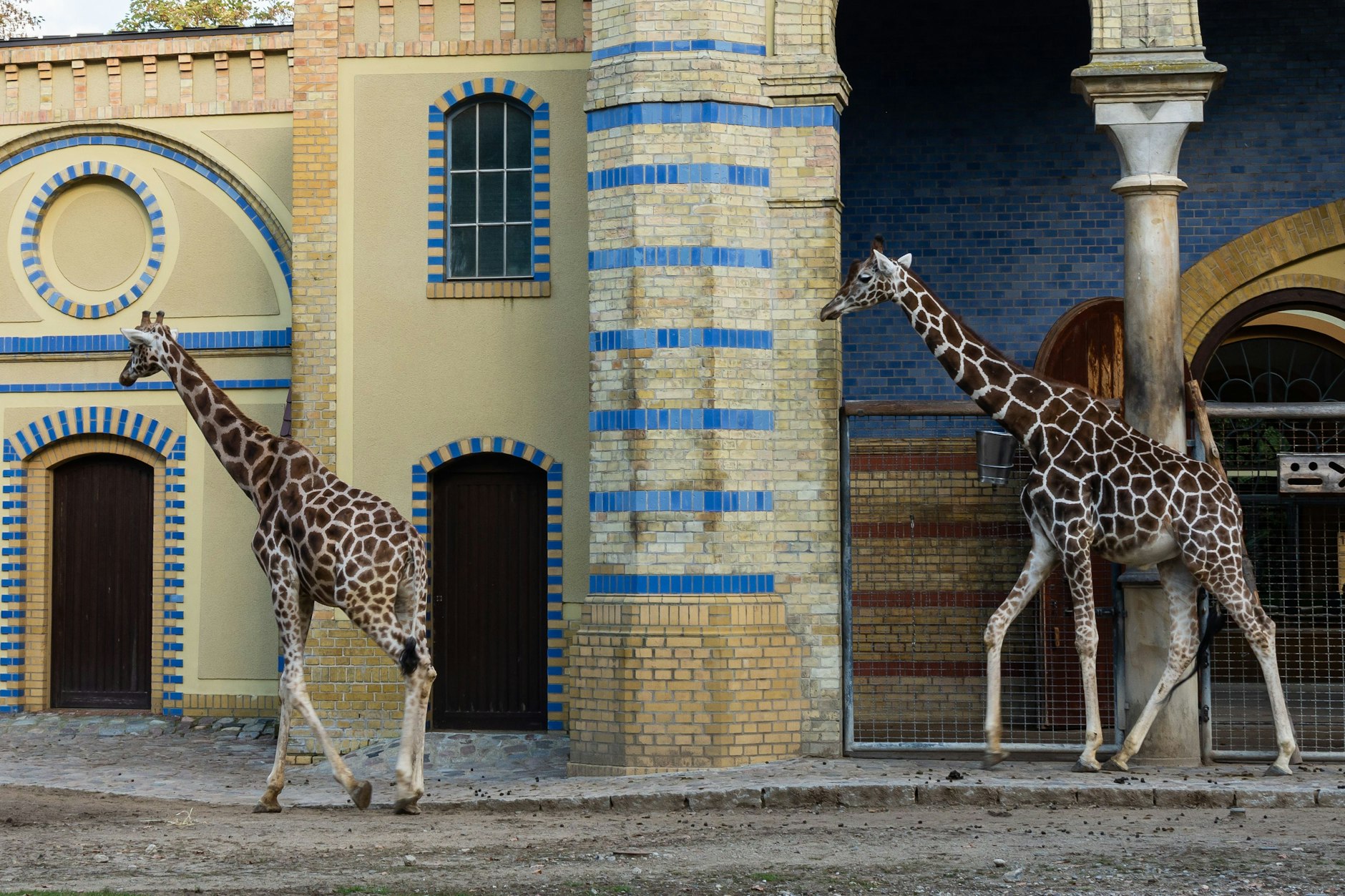 Für Giraffen sind die aktuellen Temperaturen besonders gefährlich! Wieso, erklärt die Artenschutz-Leiterin des Berliner Zoos im KURIER-Interview.