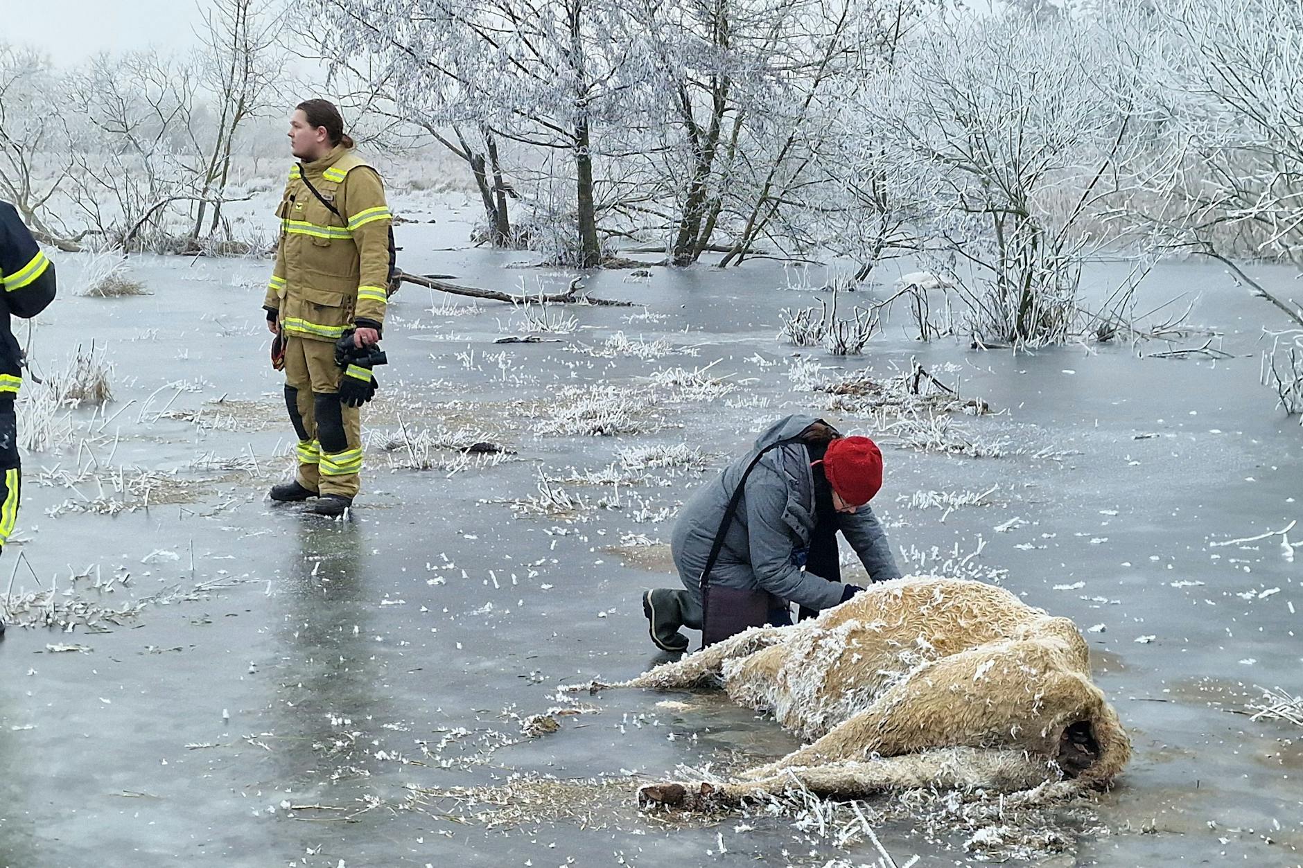  Eine Veterinärin notiert die Nummer einer Kuh, die in einem Überflutungsgebiet in Brandenburg an der Havel eingefroren ist. 