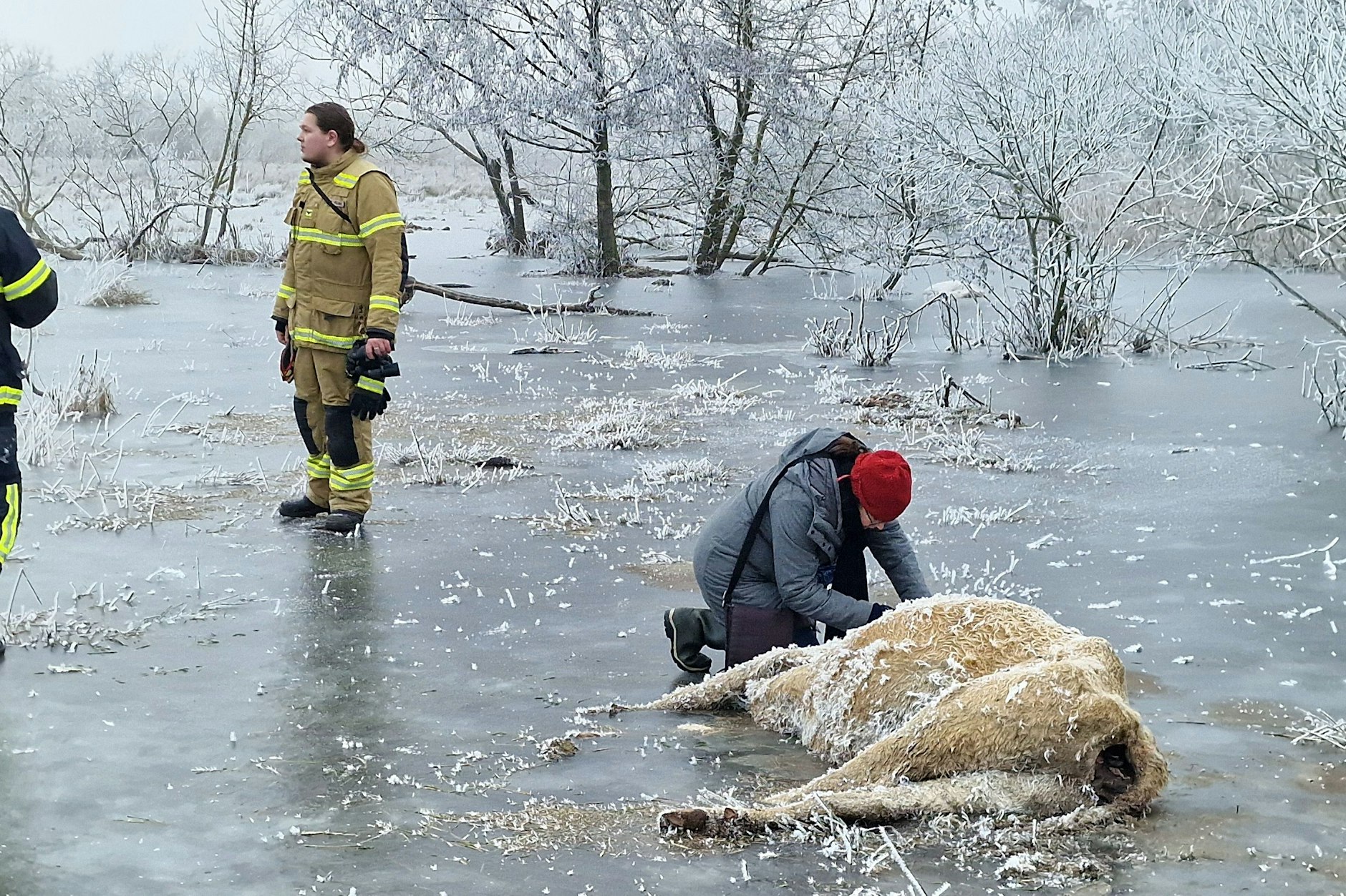 &nbsp;Eine Veterinärin notiert die Nummer einer Kuh, die in einem Überflutungsgebiet in Brandenburg an der Havel eingefroren ist.&nbsp; &nbsp;