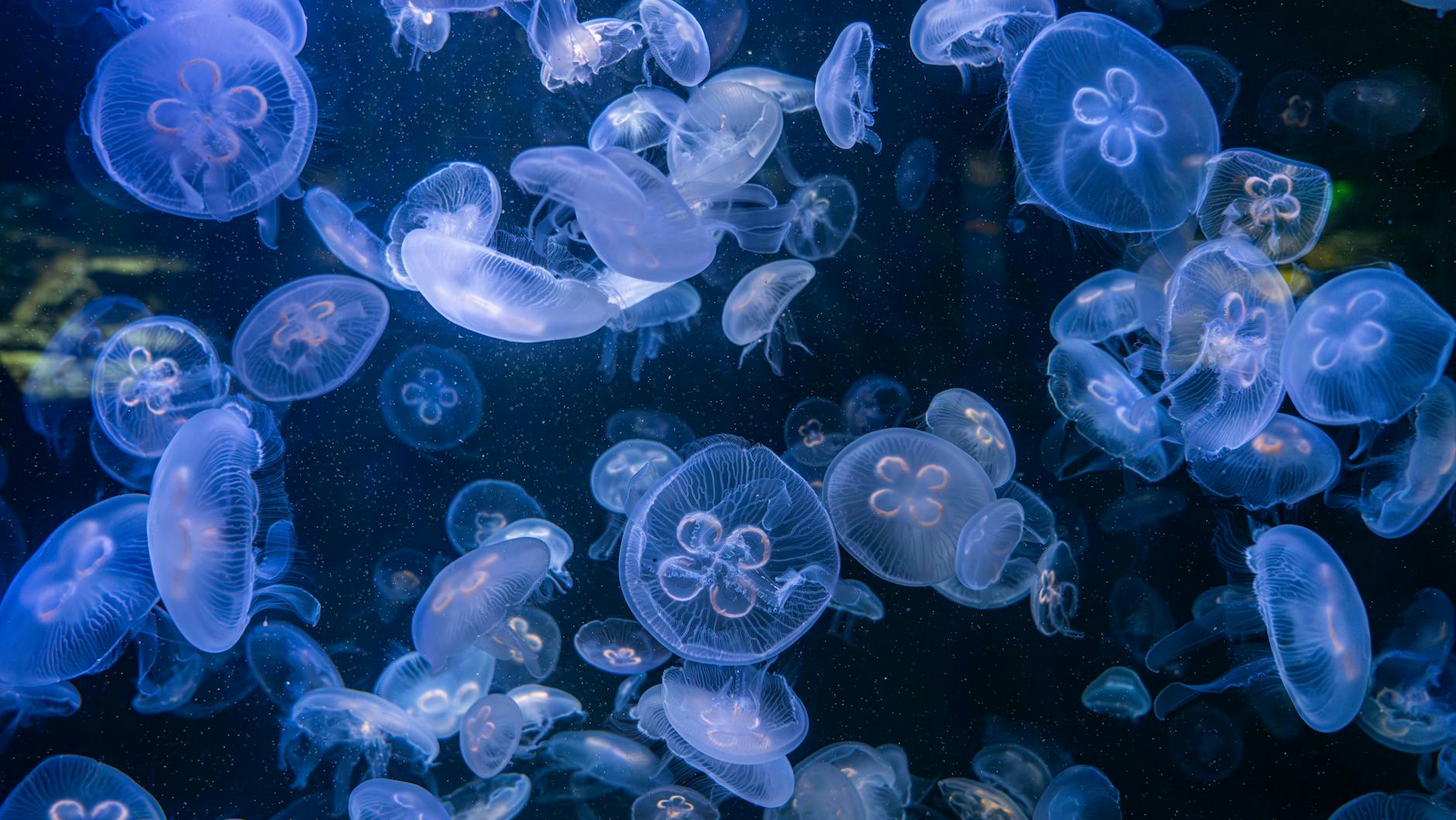 Im Aquarium Berlin gibt es eine Vielzahl von Wasserbewohnern zu sehen.