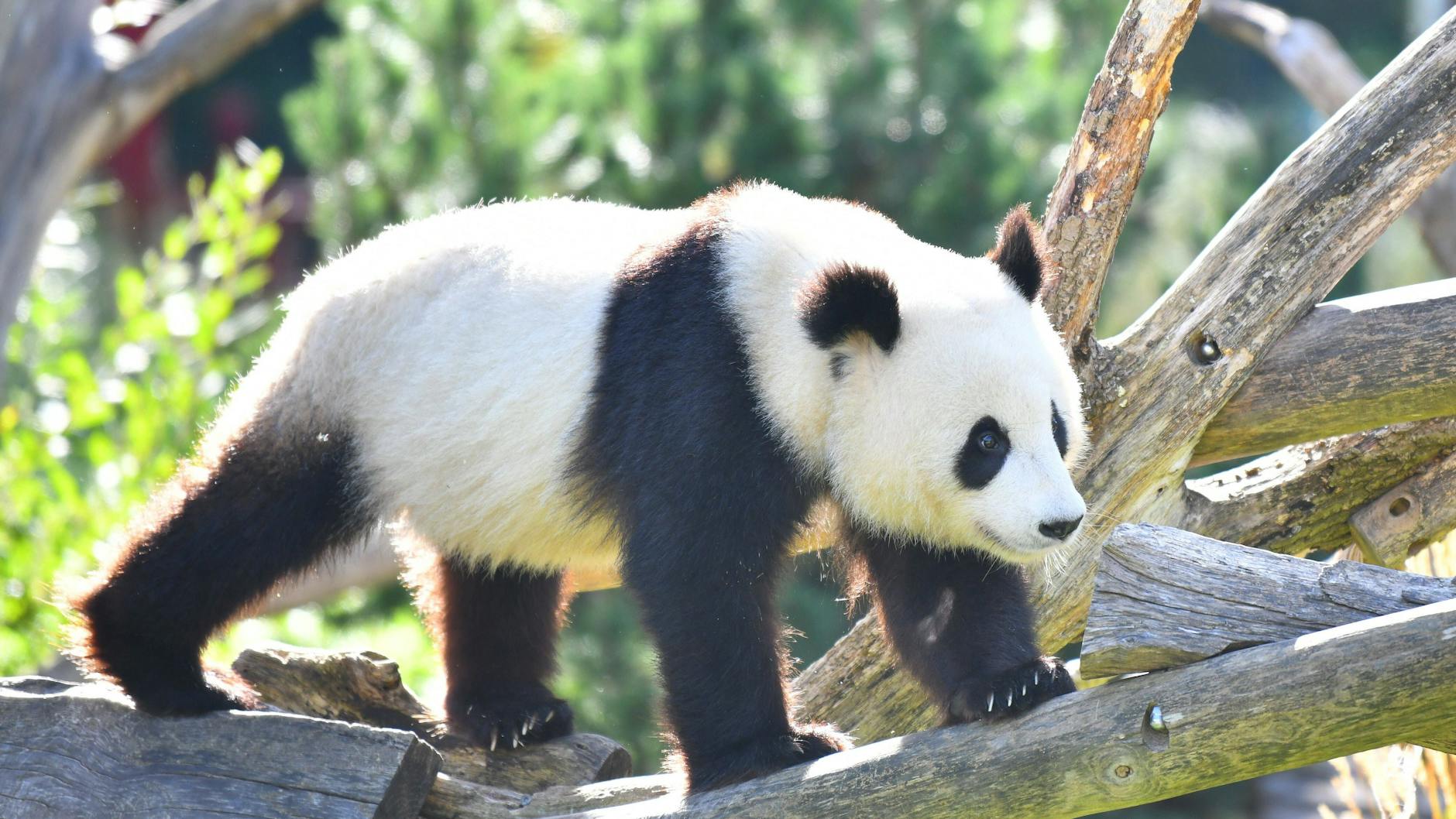 Panda Meng Meng machen die aktuellen Temperaturen nichts aus.