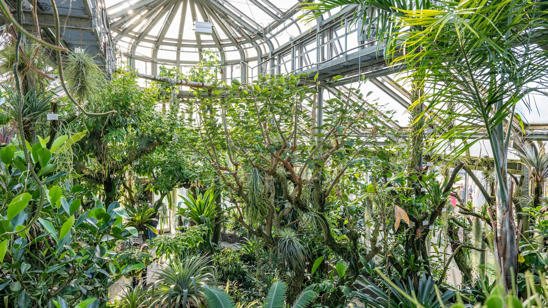 In den Gewächshäusern des Botanischen Gartens in Berlin ist es ganzjährig warm.