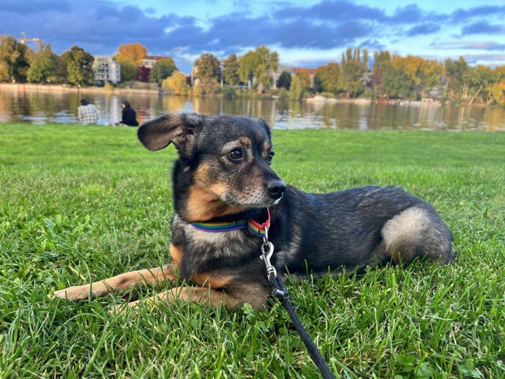 Ängstlich, aber total niedlich: Wer gibt Hündin Zelda ein Zuhause?