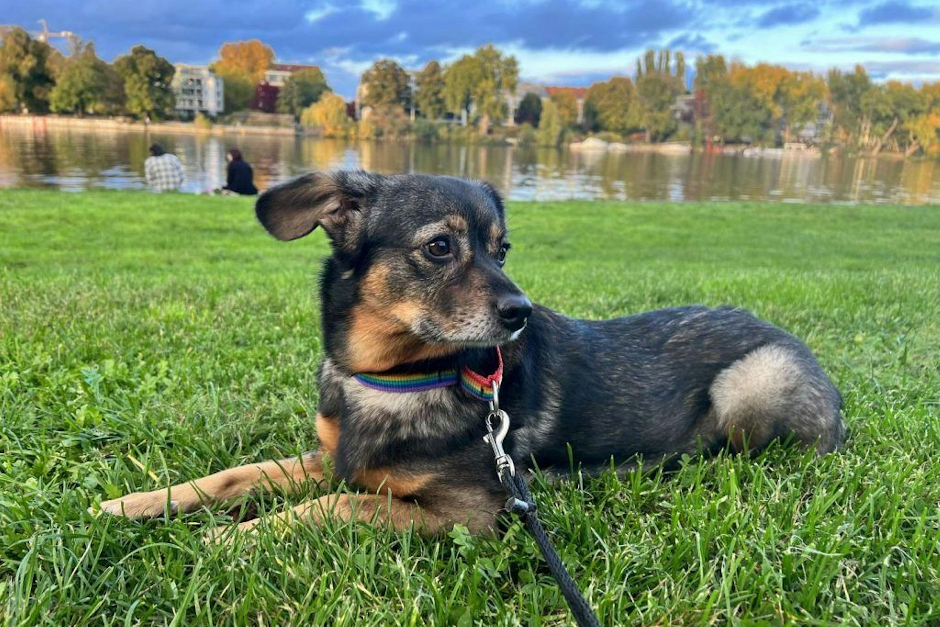 Mischlingshündin Zelda aus dem Tierheim Berlin sucht ein Zuhause.