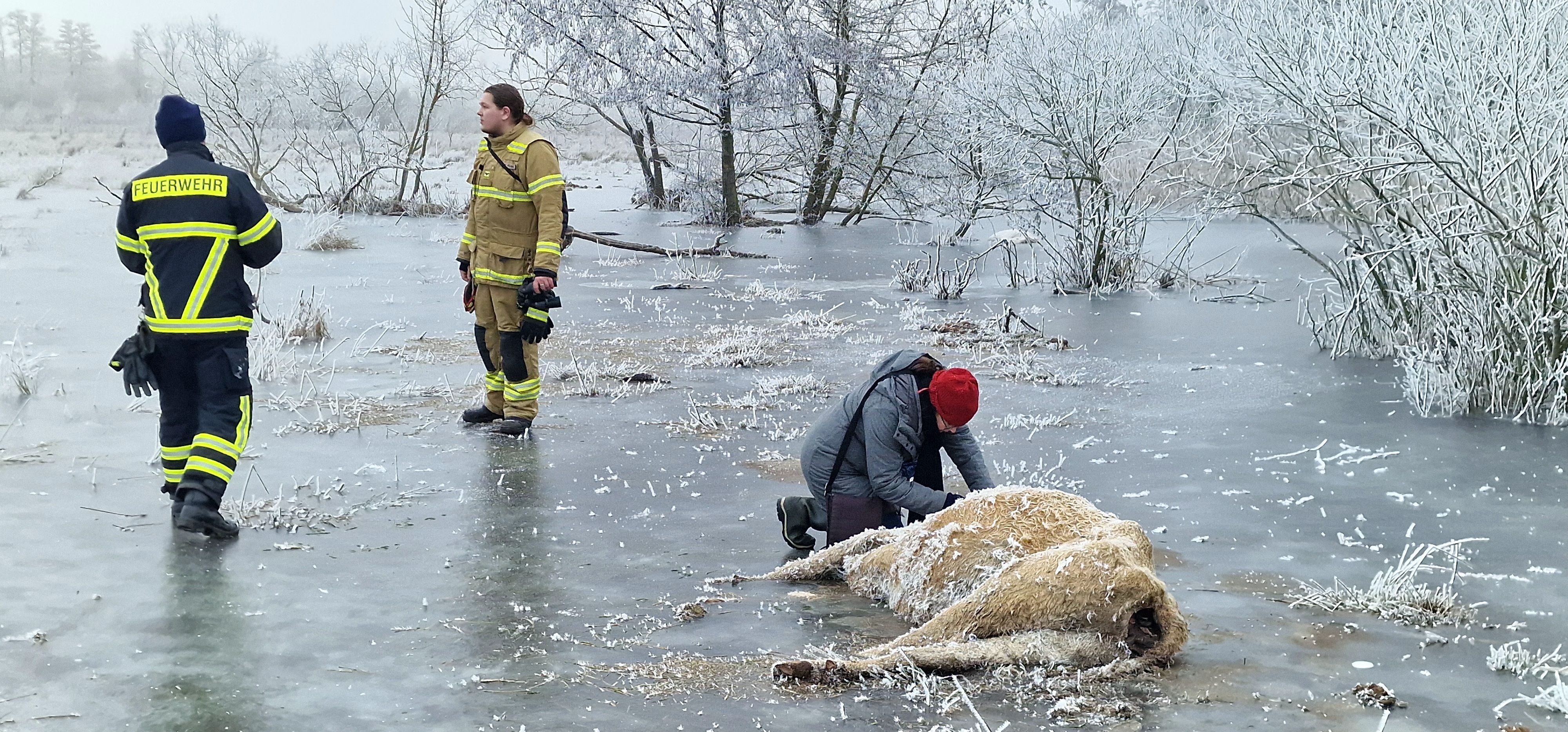 Image - Wie schrecklich! Kühe auf vereister Wiese im Hochwassergebiet erfroren
