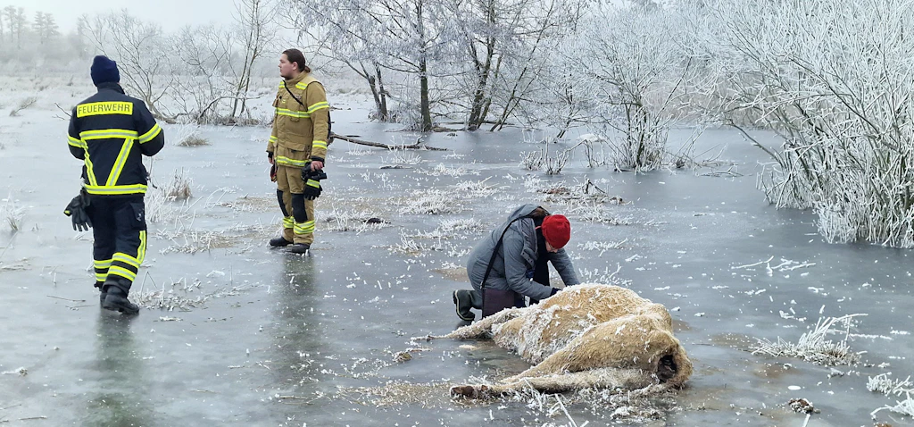Wie schrecklich! Kühe auf vereister Wiese im Hochwassergebiet erfroren