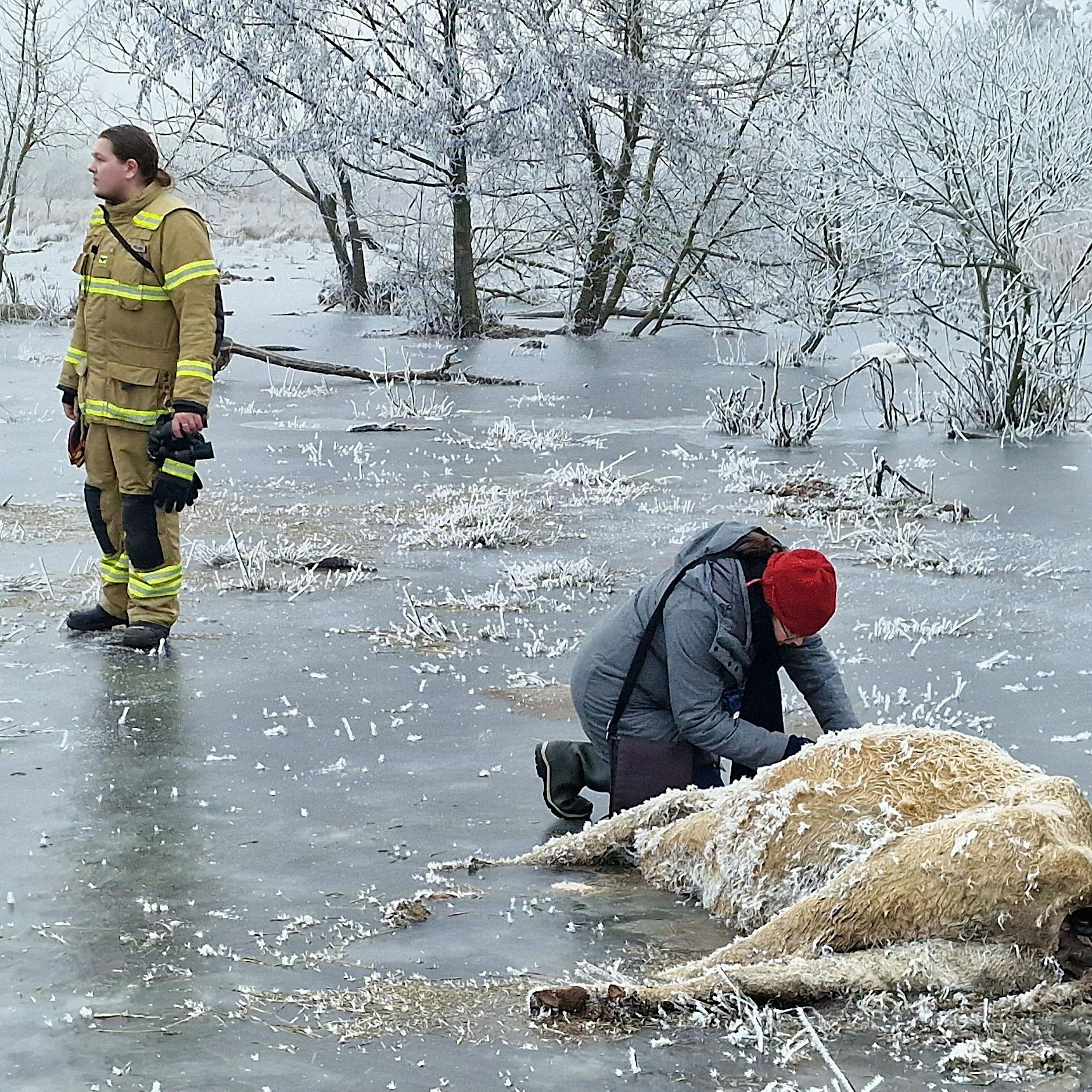 Wie schrecklich! Kühe auf vereister Wiese im Hochwassergebiet erfroren