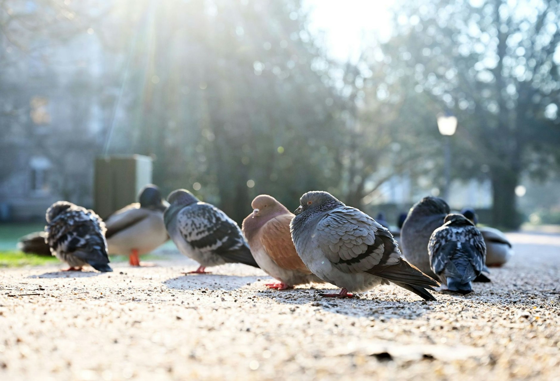 Selbst den Tauben in Baden-Baden ist es angesichts von Temperaturen unter dem Gefrierpunkt nicht mehr nach Fliegen zumute.  