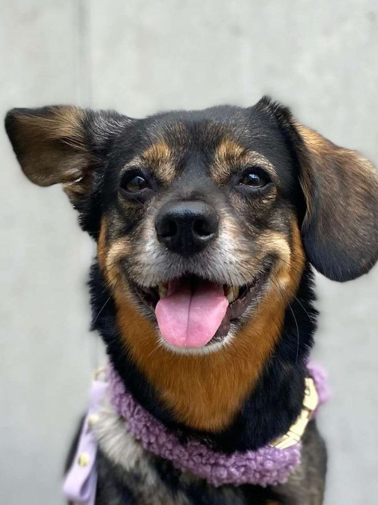 Zelda ist „Sorgenfellchen des Monats“ im Tierheim Berlin.