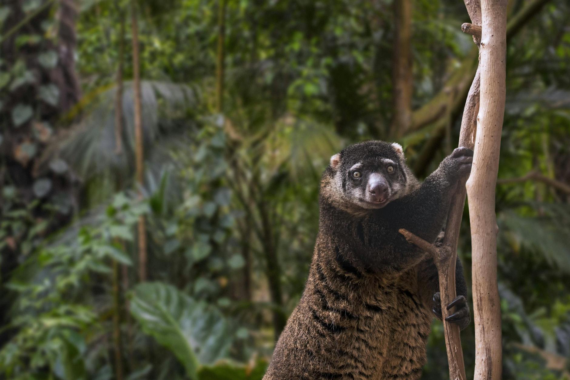 Seltener Nachwuchs: Im Tierpark Berlin wurde ein Bärenkuskus geboren.