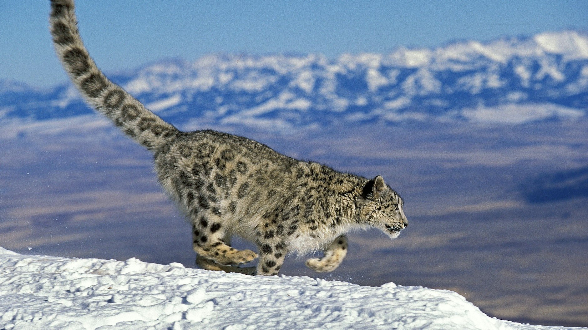 Ernsthaft Interessierte können sich jetzt für die Schneeleoparden-Expedition bewerben.
