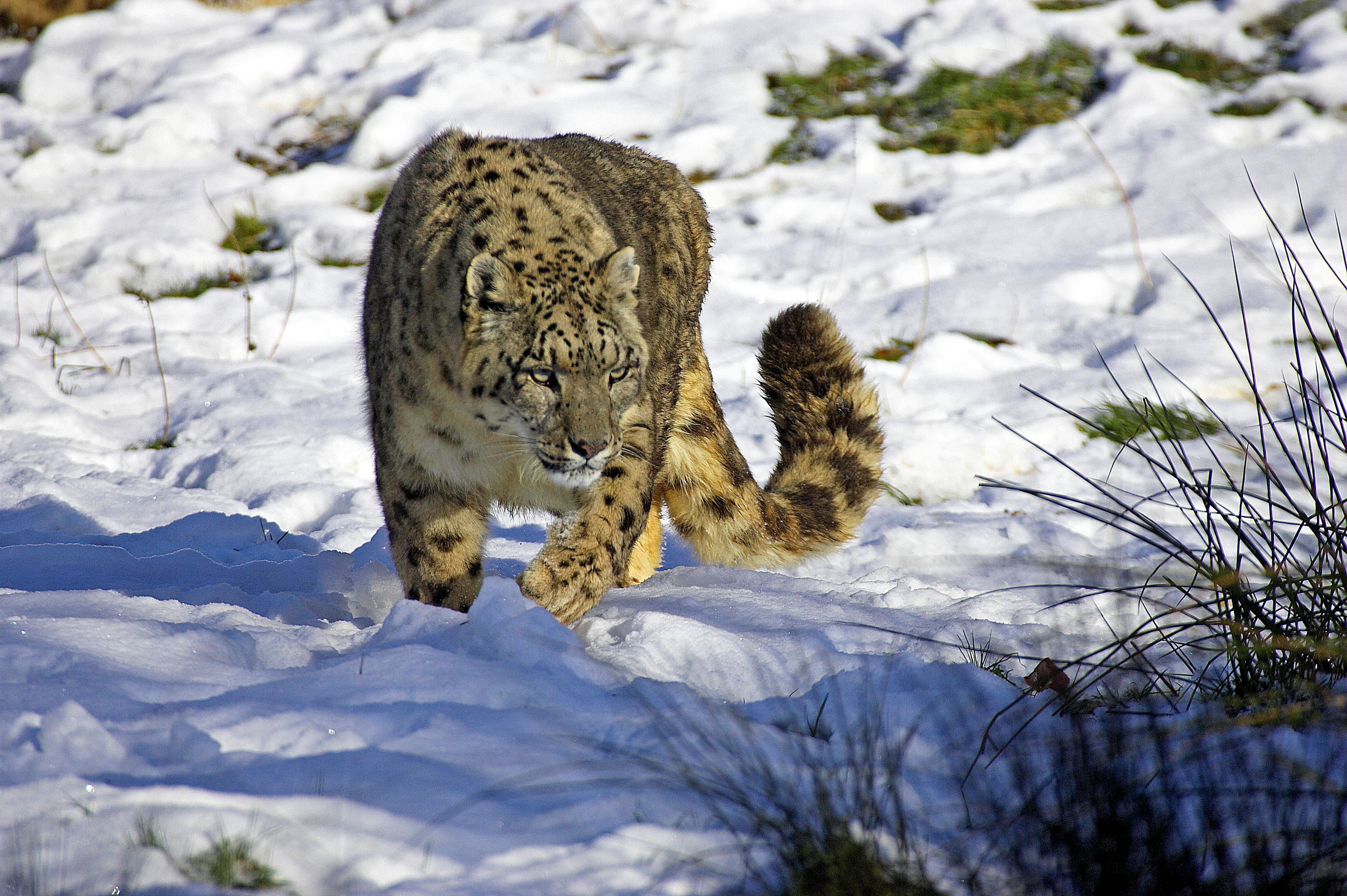 Image - Coole Aktion: Teilnehmer für Schneeleoparden-Expedition gesucht
