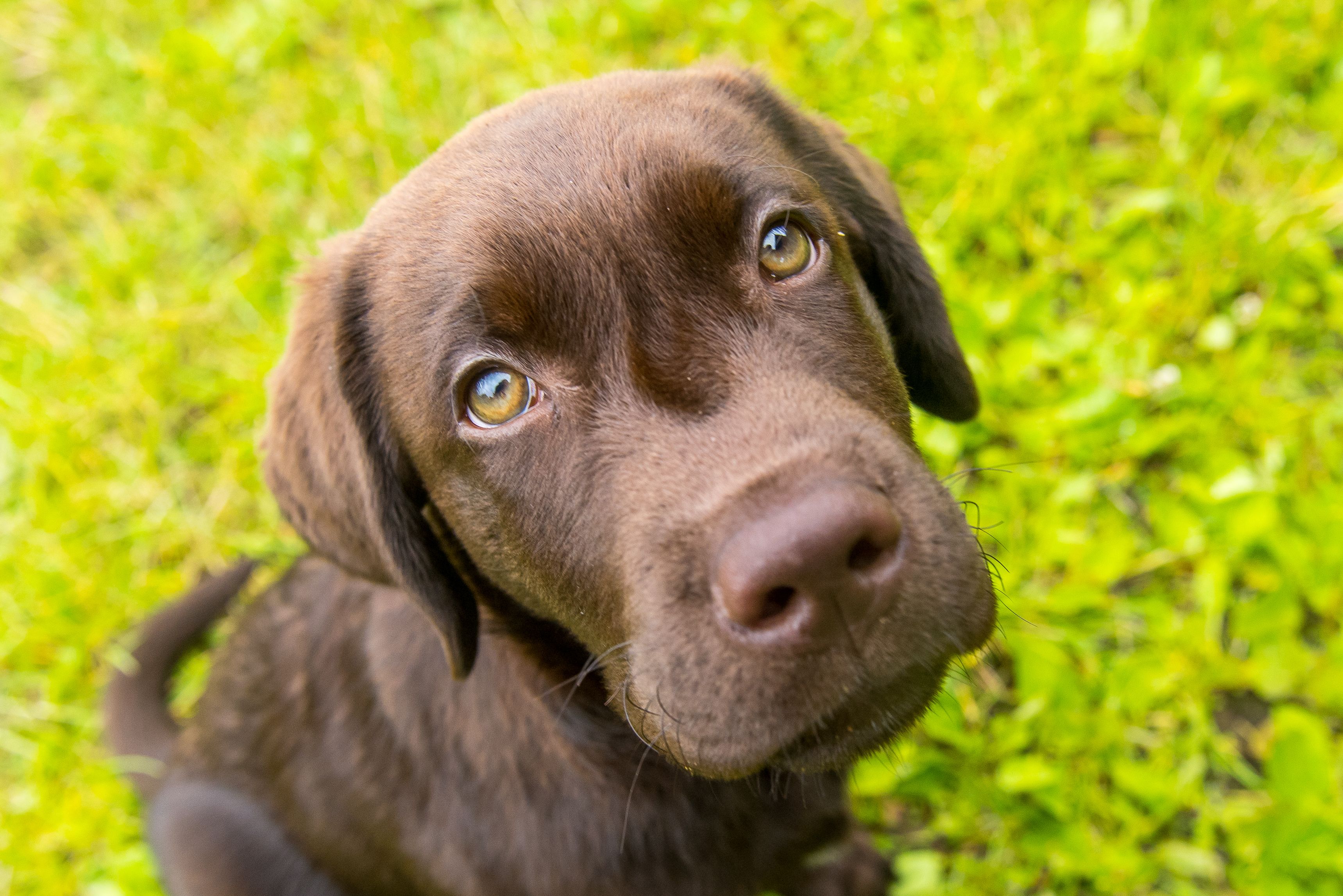 Fellnasen-Ranking: Das sind die beliebtesten Hundenamen Deutschlands