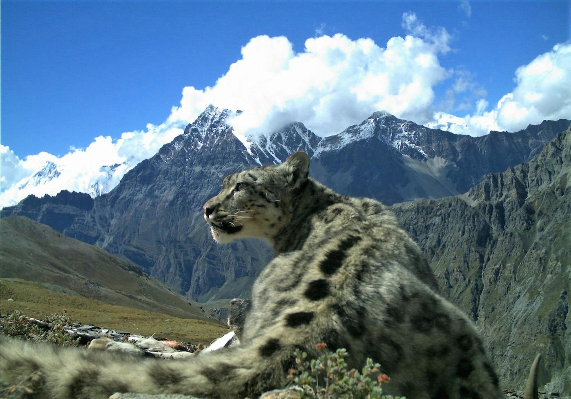 HANDOUT - Nach Angaben der Umweltstiftung WWF gibt es noch rund 4200 bis 6400 Schneeleoparden, die im Hochgebirge Zentralasiens und des Himalayas in Freiheit leben.