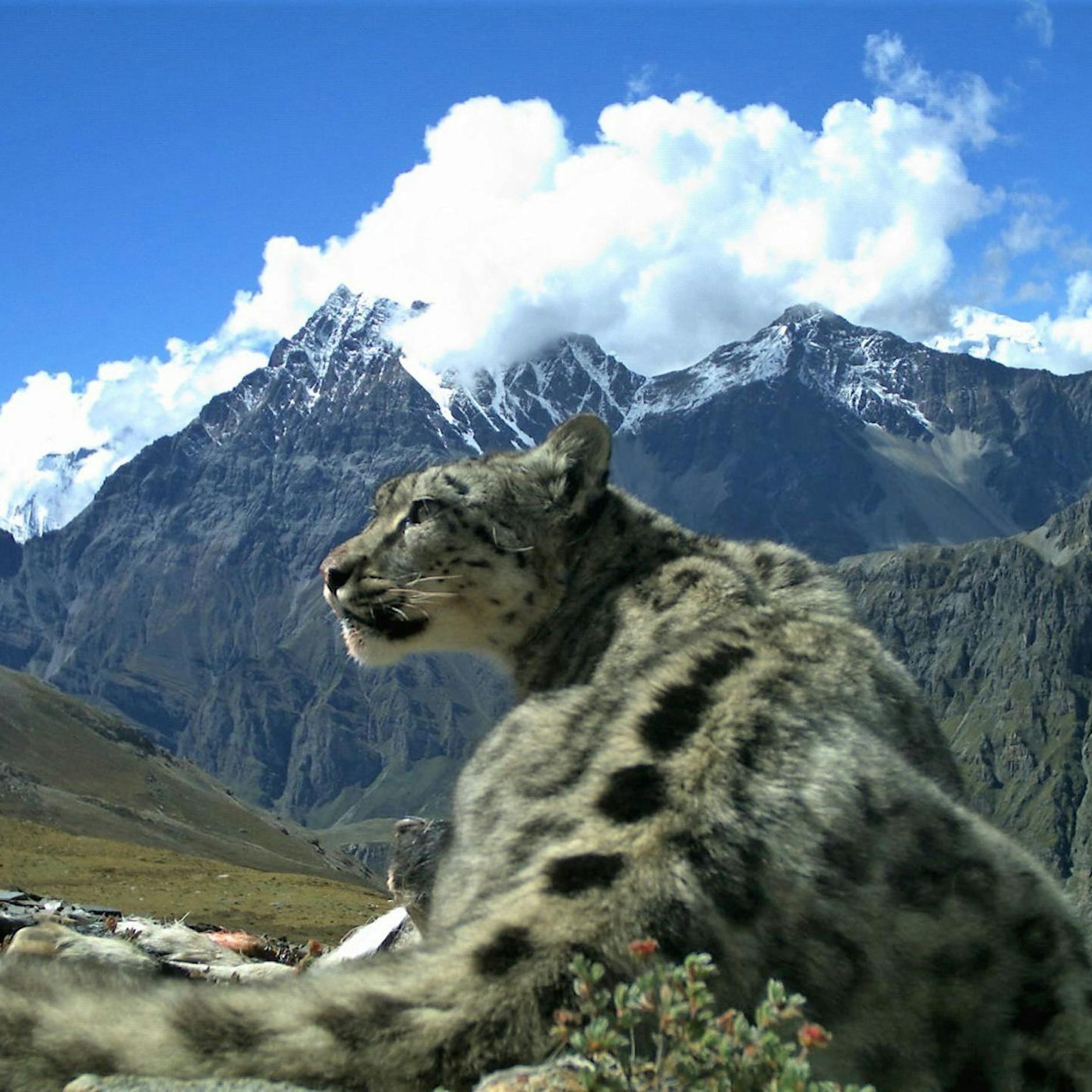 Image - Schneeleoparden - „Geist der Berge“