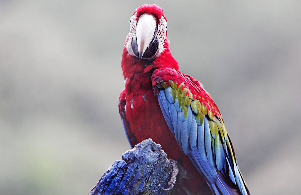 Roman „Die Verletzlichen“ von Sigrid Nunez Leben und Schreiben in der
