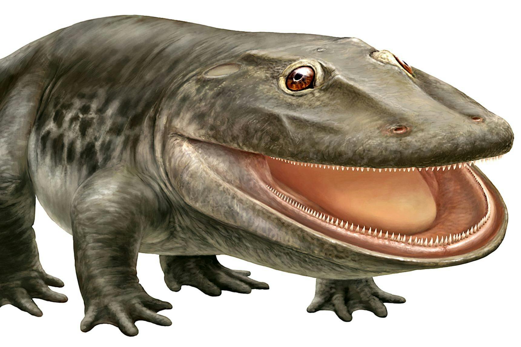 Der Ursaurier mit der Fachbezeichnung Stenokranio boldi. Der Name bedeutet laut Museum in etwa „Schmalschädler“.