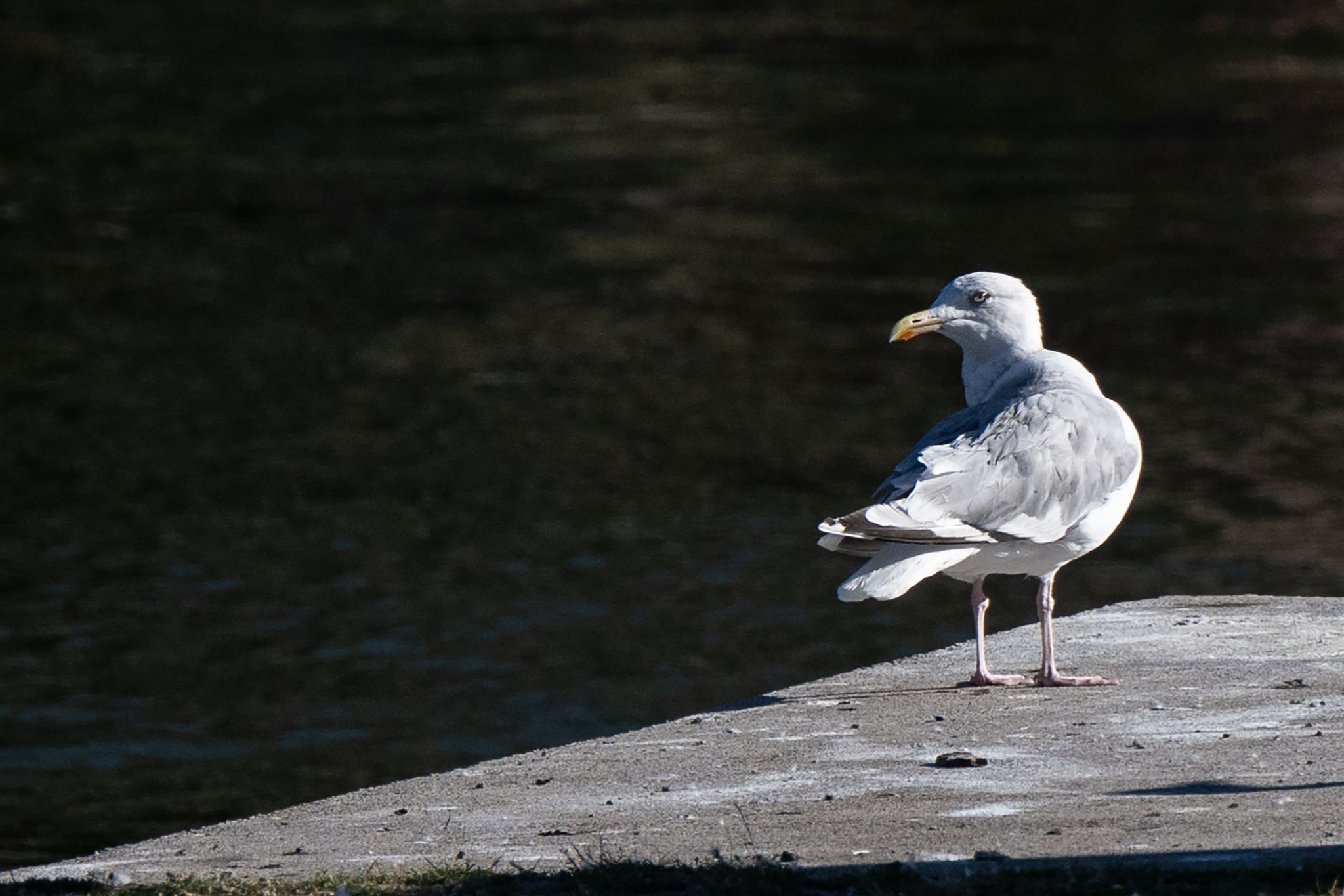 Image - Möwen am Alexanderplatz: Warum gibt es die Vögel in Berlin?