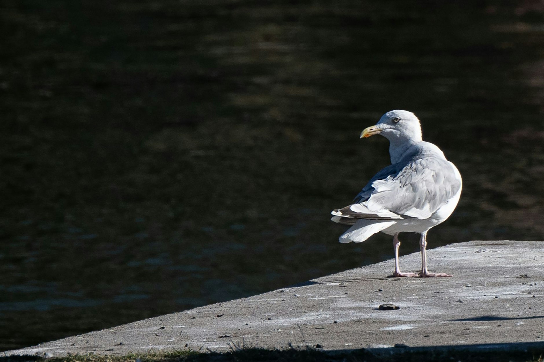 Eine Möwe sitzt auf einem Steg an der Spree in Berlin. Die Vögel fühlen sich in Berlin sehr wohl.
