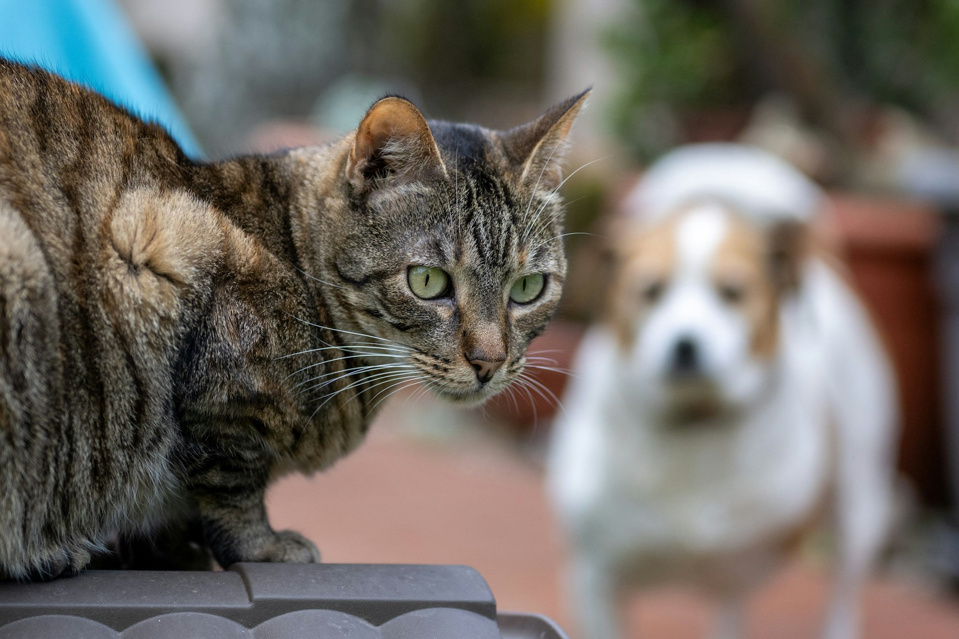 Durch Rauch gefährdet: Eine Katze sitzt vor einem Hund auf dem Dach eines Katzenhauses (Symbolbild).