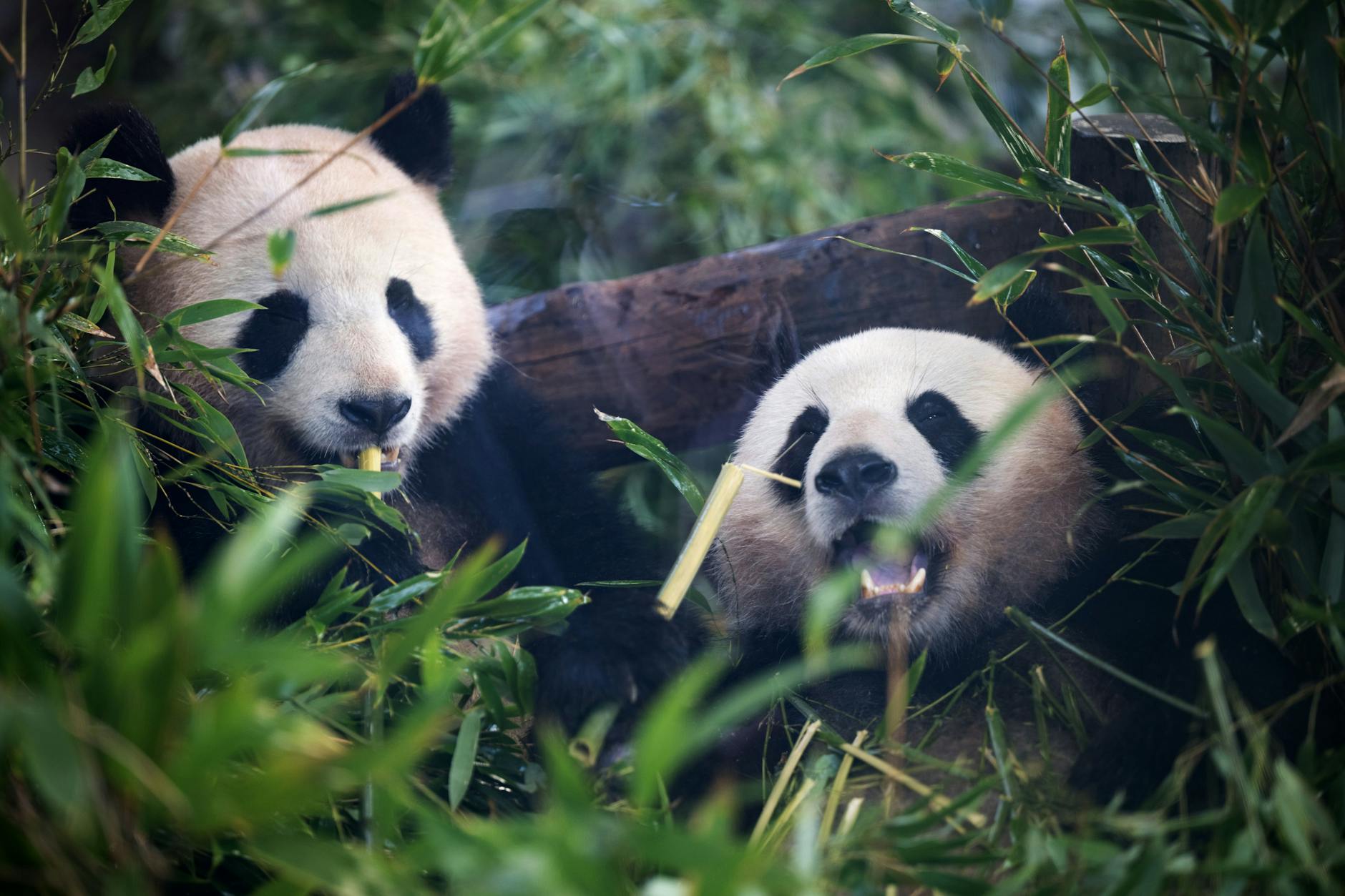 Putzige Leihgabe: Die Pandas Paule (links) und Pit sind mittlerweile wieder in China gelandet.