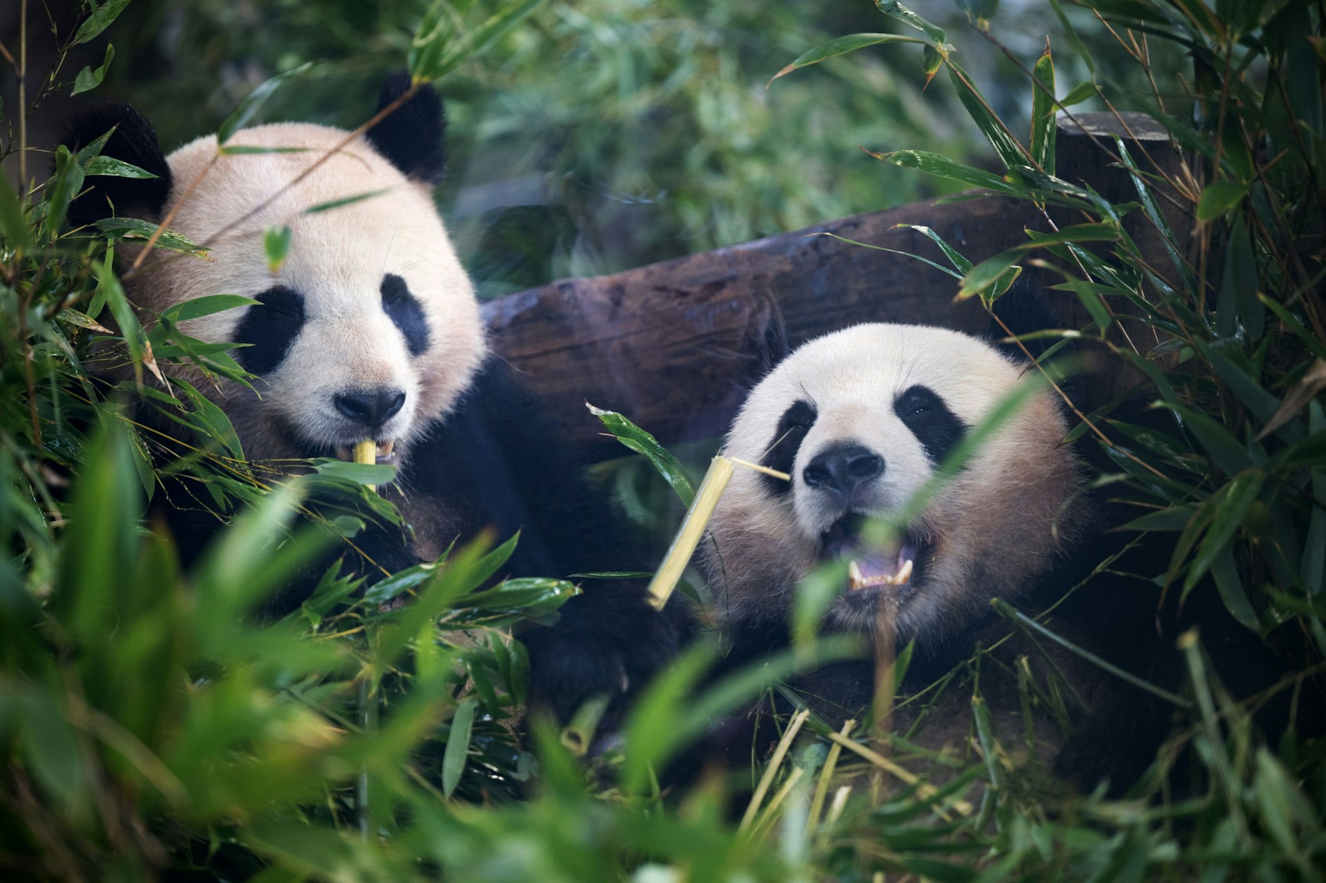 Putzige Leihgabe: Die Pandas Paule (links) und Pit sind mittlerweile wieder in China gelandet.