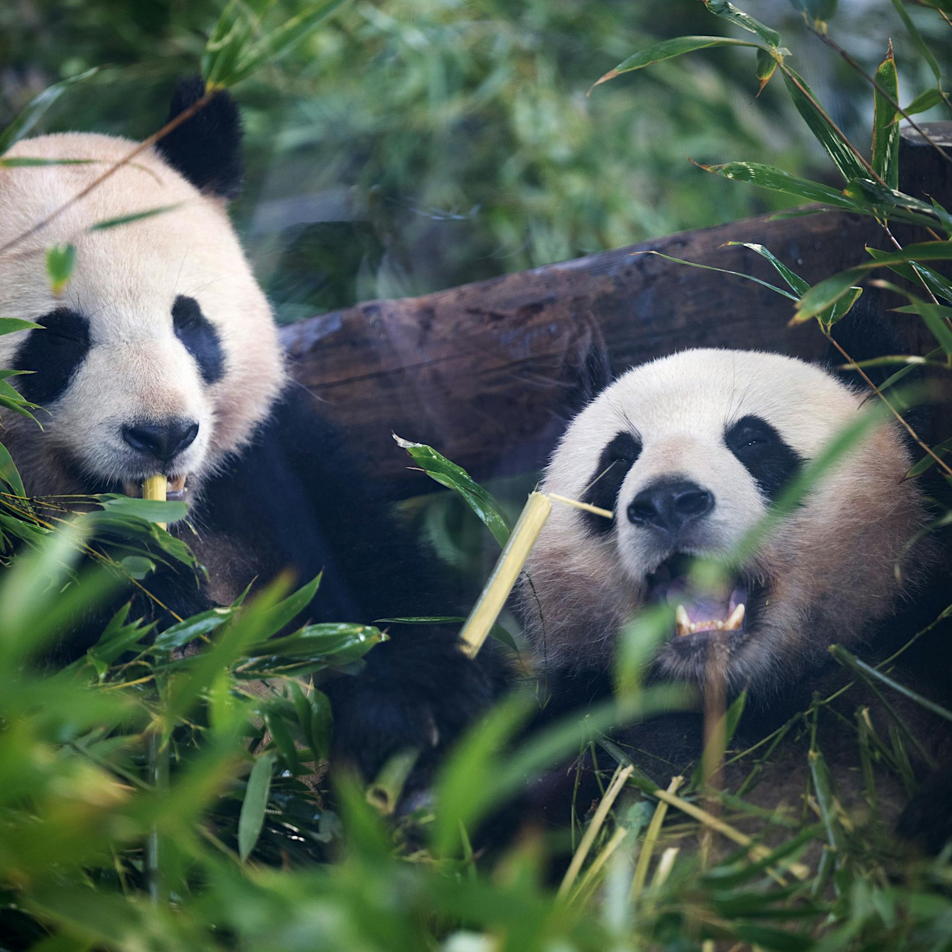 Berlin: Tierpark und Zoo verzeichnen Besucherrekord