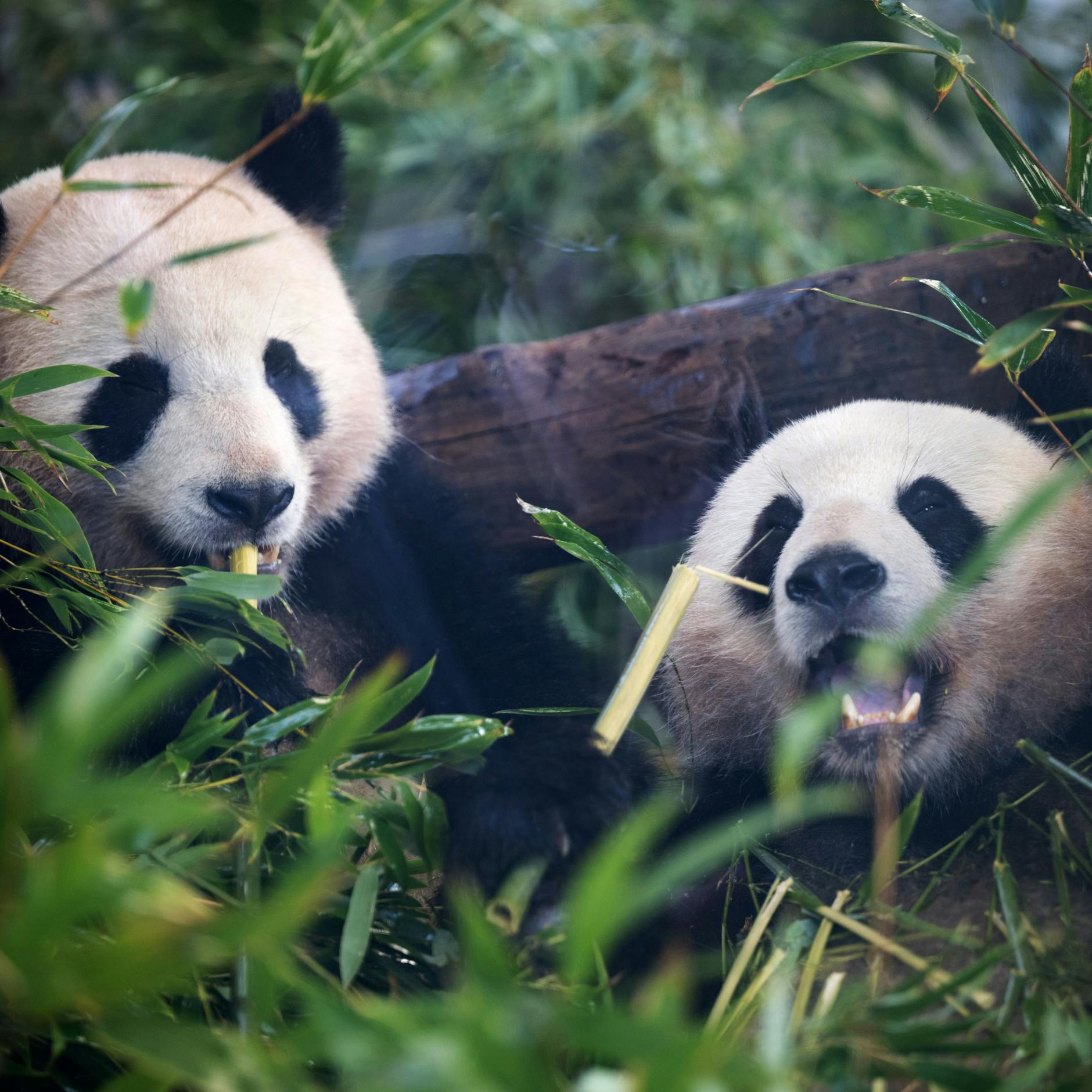 Image - China holt Pandas aus dem Berliner Zoo zurück: Wie asiatische Länder mit Flora und Fauna Diplomatie betreiben
