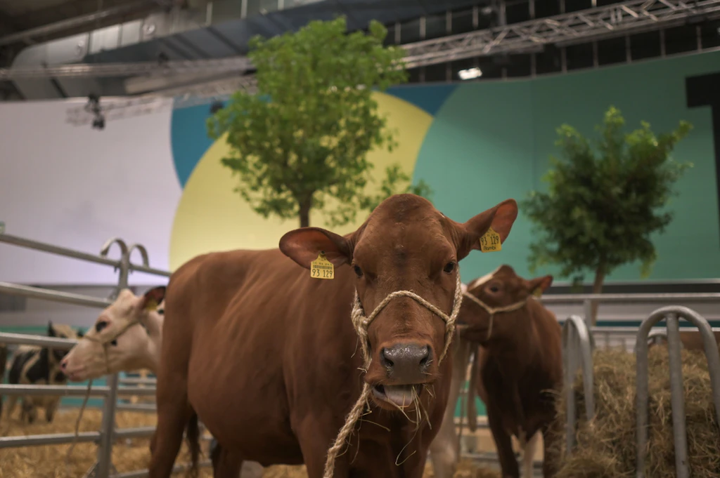 Internationale Grüne Woche öffnet für Besucher: Preise, Programm und Anfahrt im Überblick