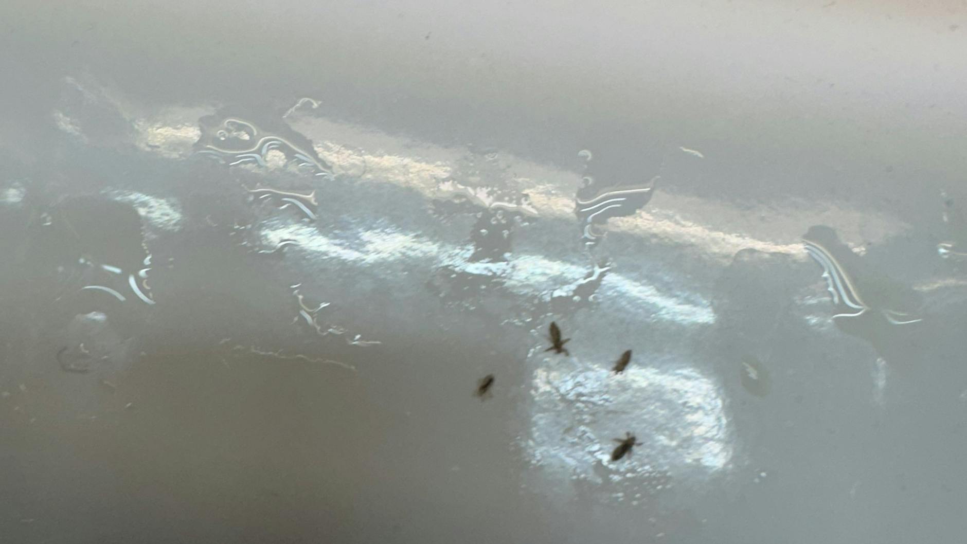 Insekten aus der Berliner S-Bahn. Der Fahrgast spült sie im Waschbecken weg.