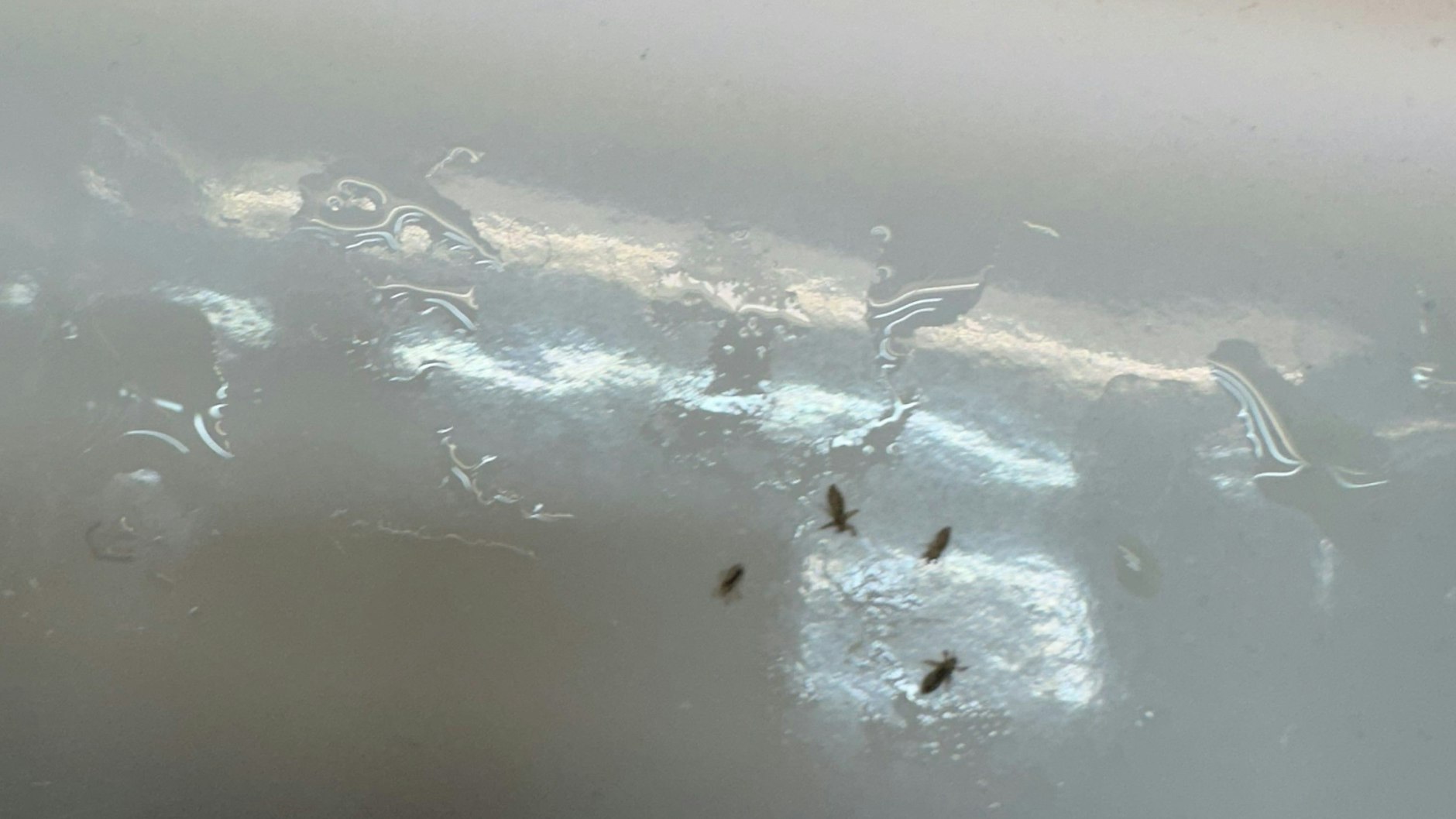 Insekten aus der Berliner S-Bahn. Der Fahrgast spült sie im Waschbecken weg.