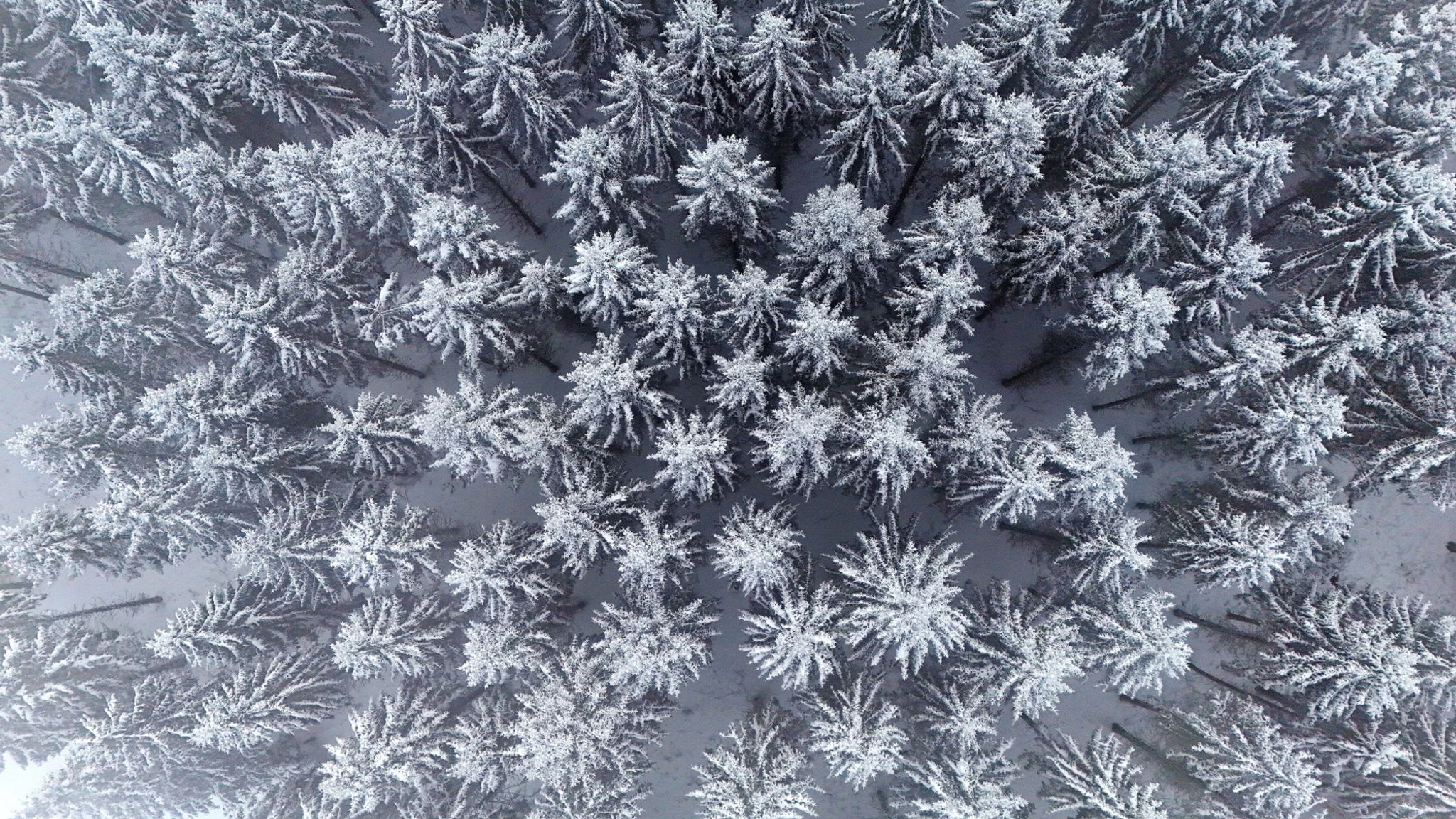 Schnee liegt auf den Bäumen eines Fichtenwaldes in Nordrhein-Westfalen.  