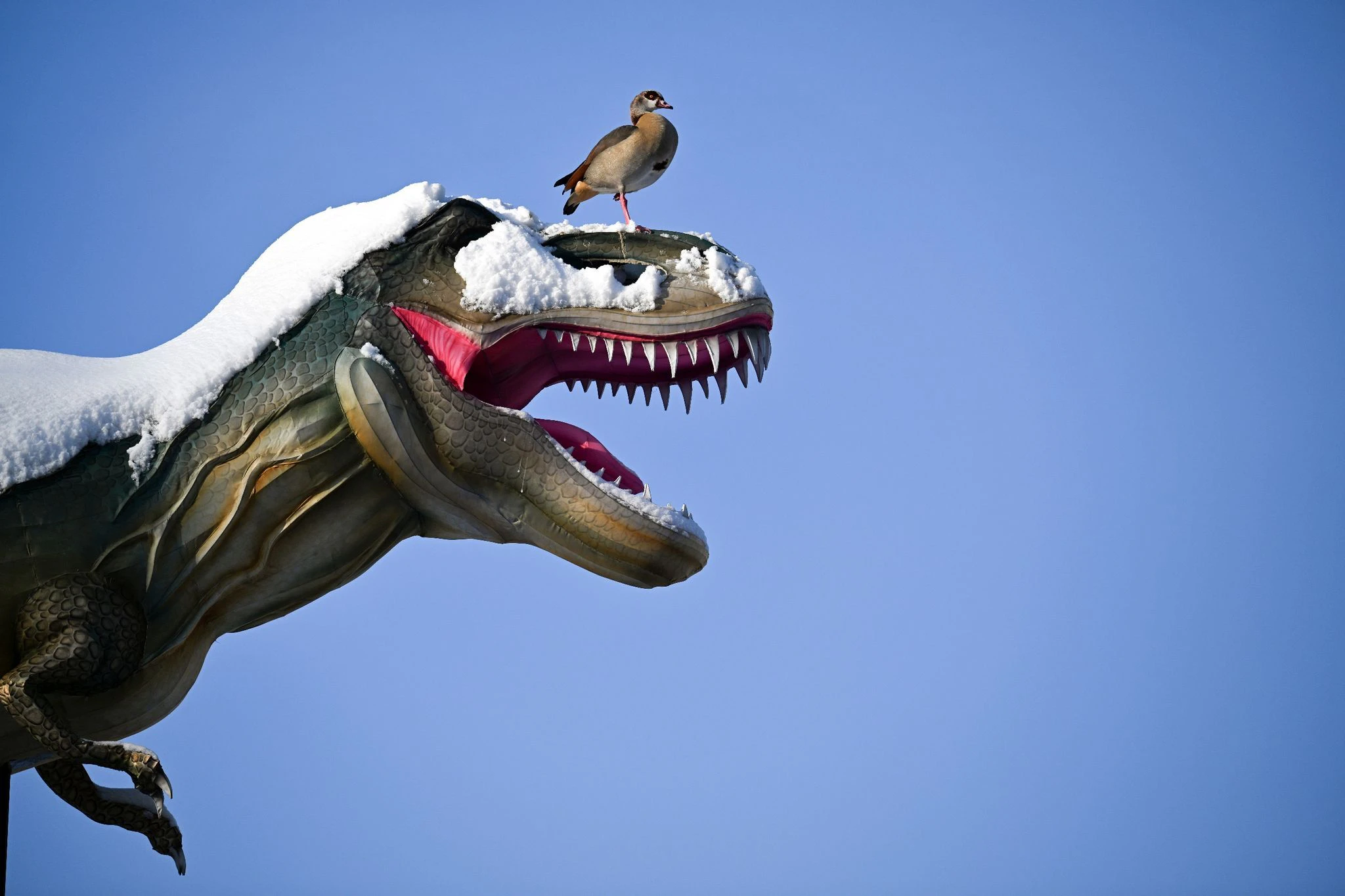 Halb mit Schnee bedeckt ist der Tyrannosaurus Rex im Kölner Zoo gleich viel weniger furchteinflößend - und ein idealer Ausguck für eine Kanadagans.  