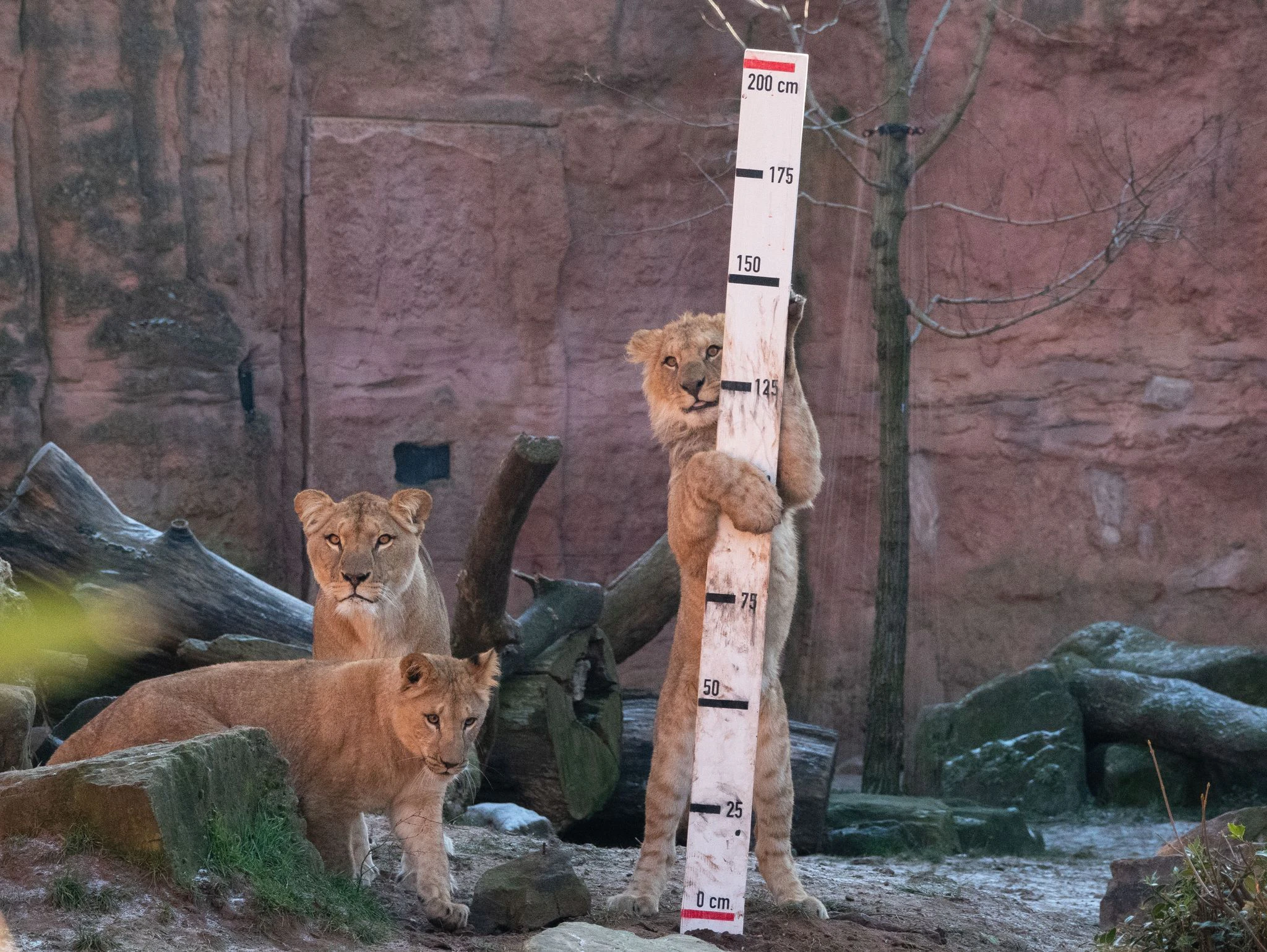 Mithilfe einer Messlatte legen die Berberlöwen im Zoo Hannover selbst Maß an. Dort wurden in den vergangenen Tagen die Tiere zur Inventur gemessen, gewogen und gezählt.  