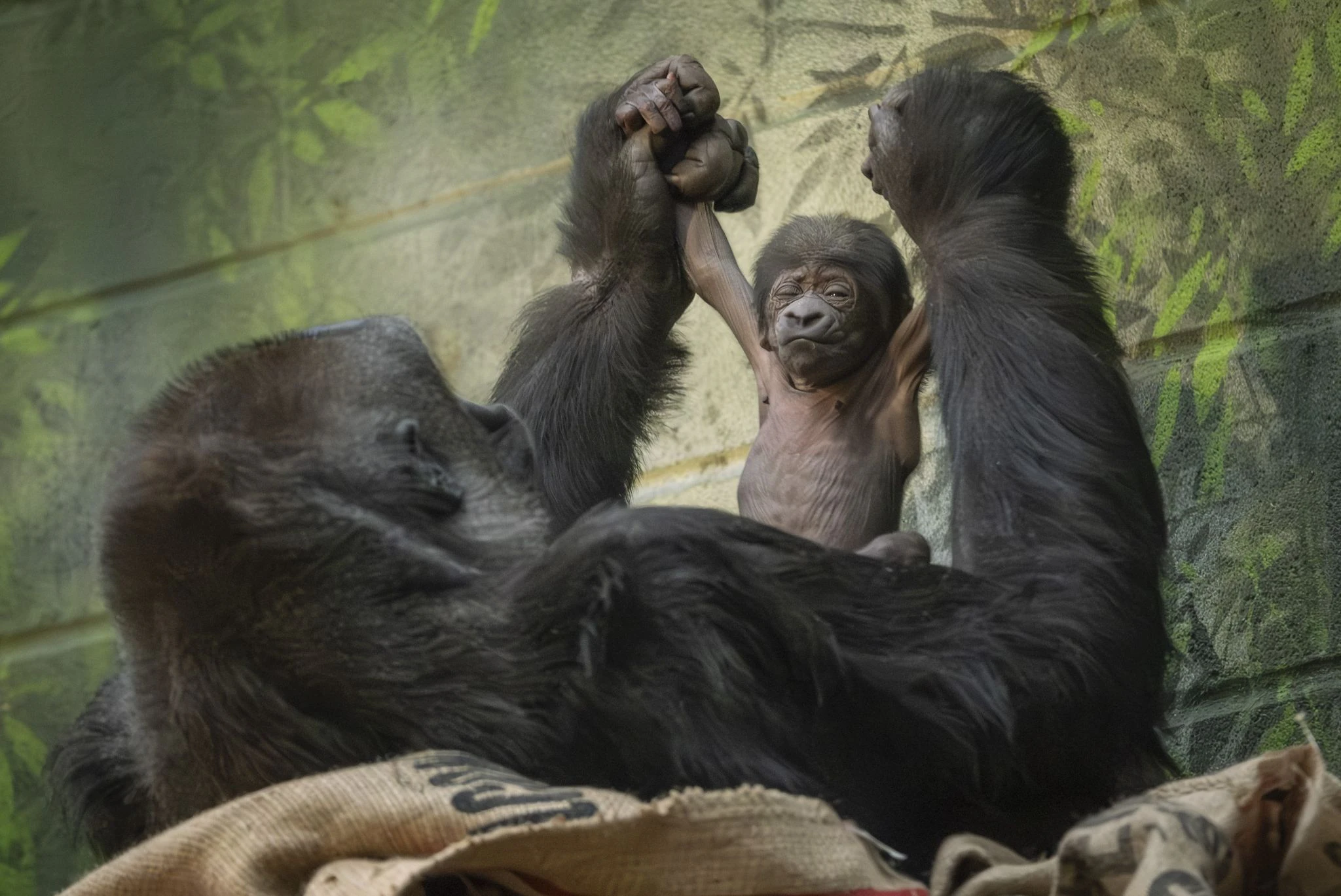 HANDOUT - Schon so groß und stark - Gorilladame Mjukuu präsentiert stolz ihren einen Tag alten Nachwuchs. Der Kleinste der Westlichen Flachlandsgorillas im Londoner Zoo hat zwar noch keinen Namen, den lässigen Kamerablick hat er aber bereits drauf.  