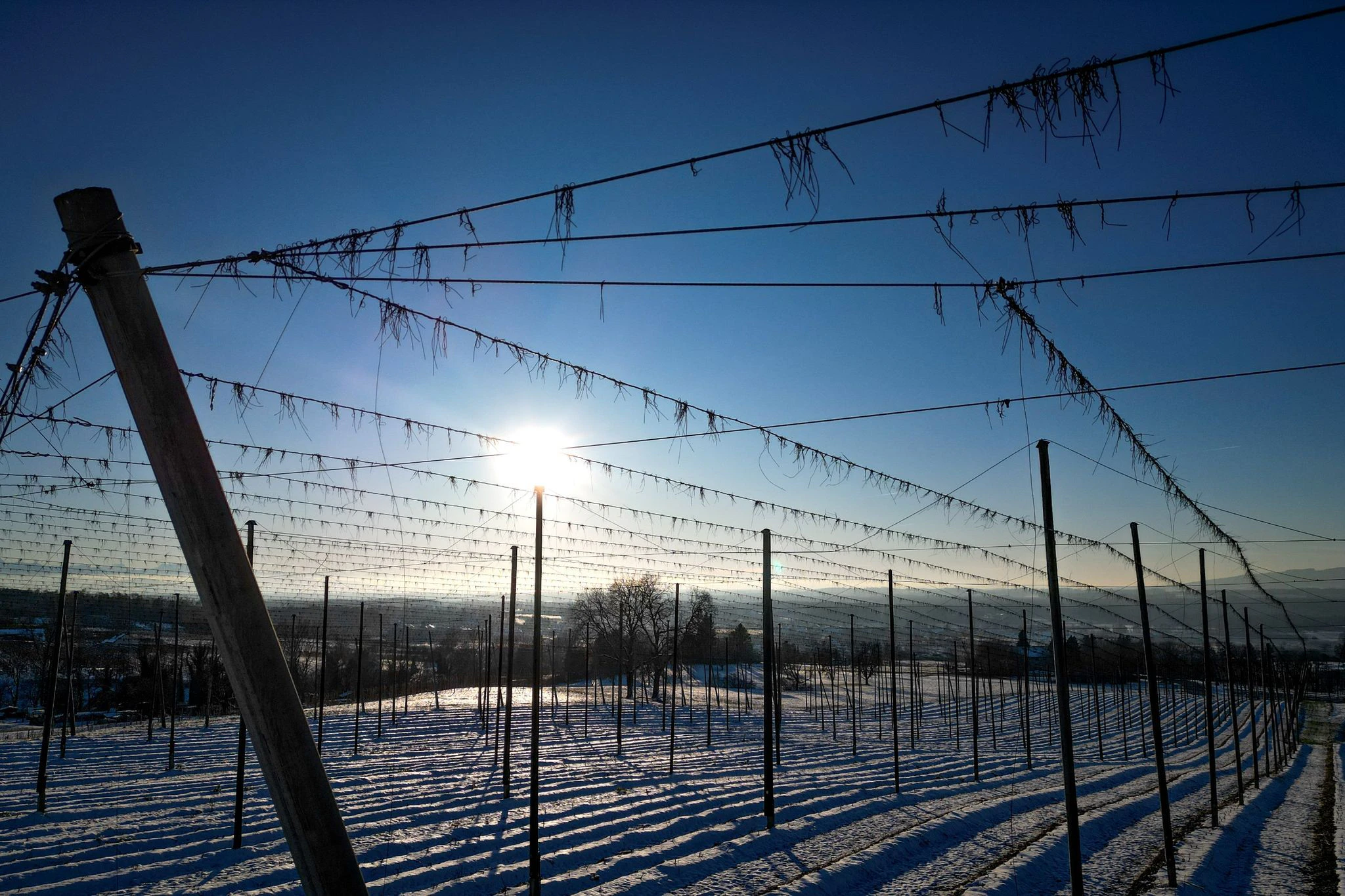 Winter Wonderland in Ravensburg: Dank der Abendsonne glitzert der Schnee auf einem Hopfenfeld.  