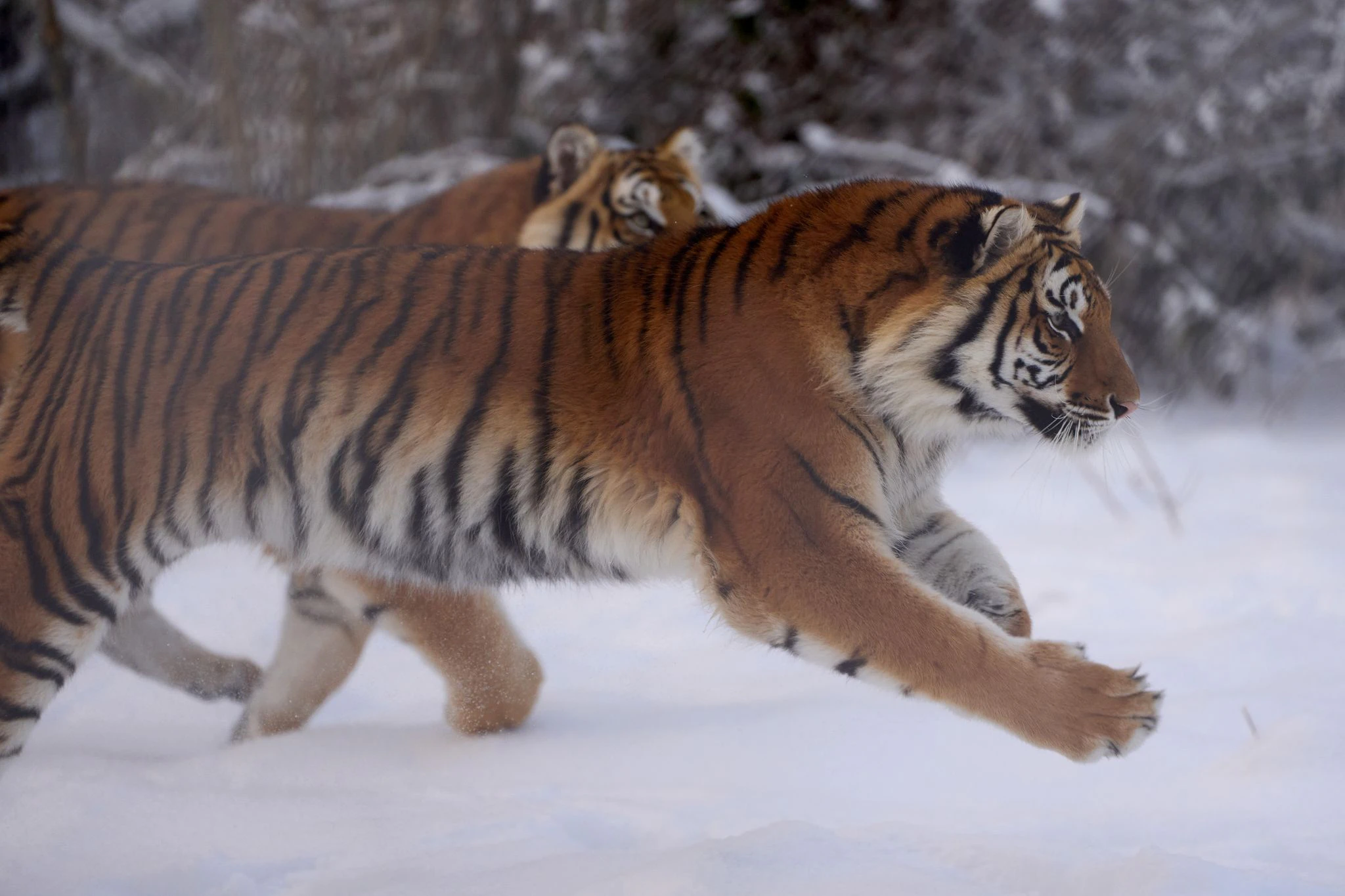 Für sibirische Tiger ist der Winter absolutes Wohlfühlwetter. So wie für diese zwei Großkatzen, die im Freigehege des Tierparks Bell in Rheinland-Pfalz im Schnee spielen.  